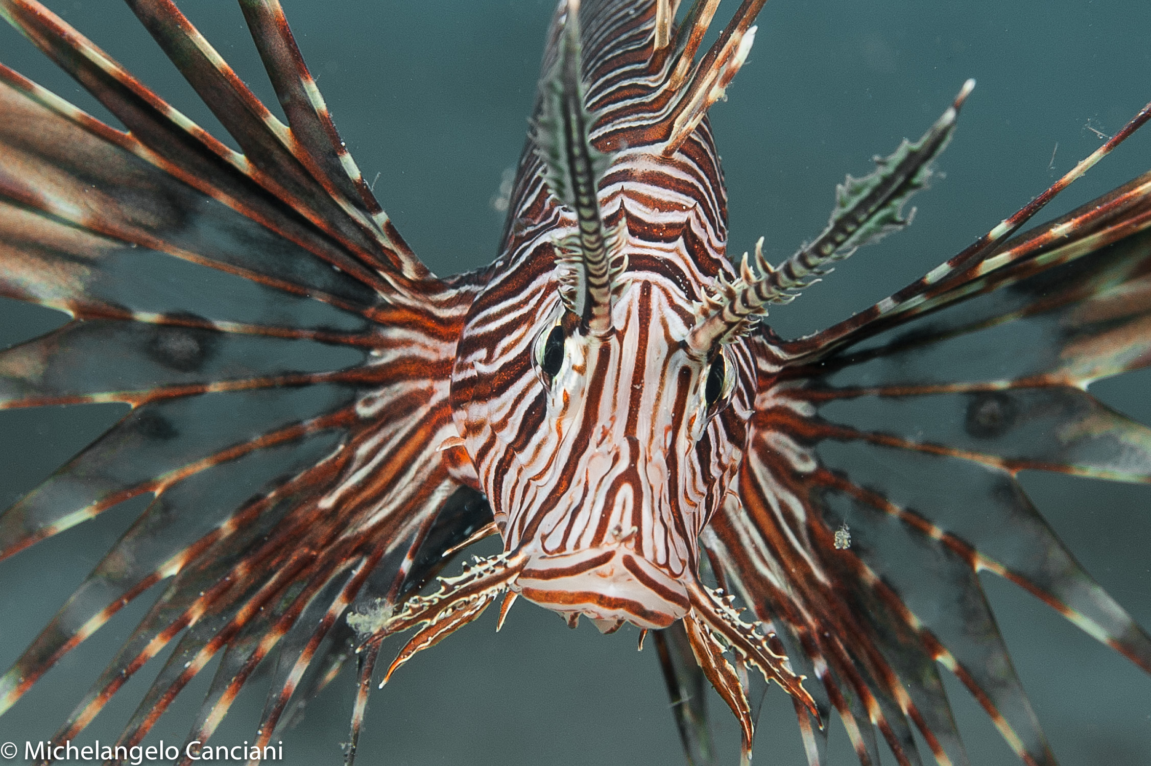 pterois volitans