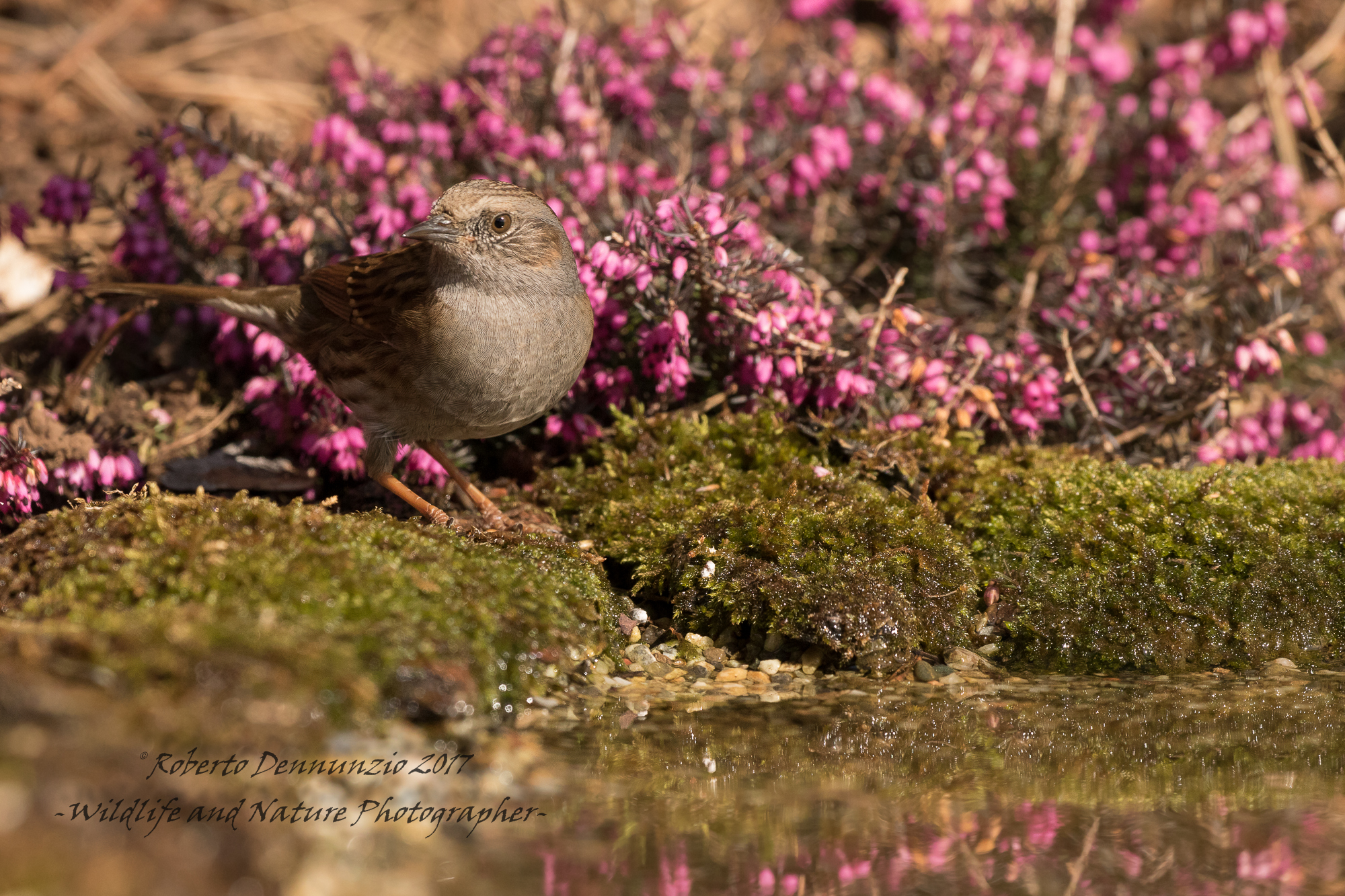Dunnock