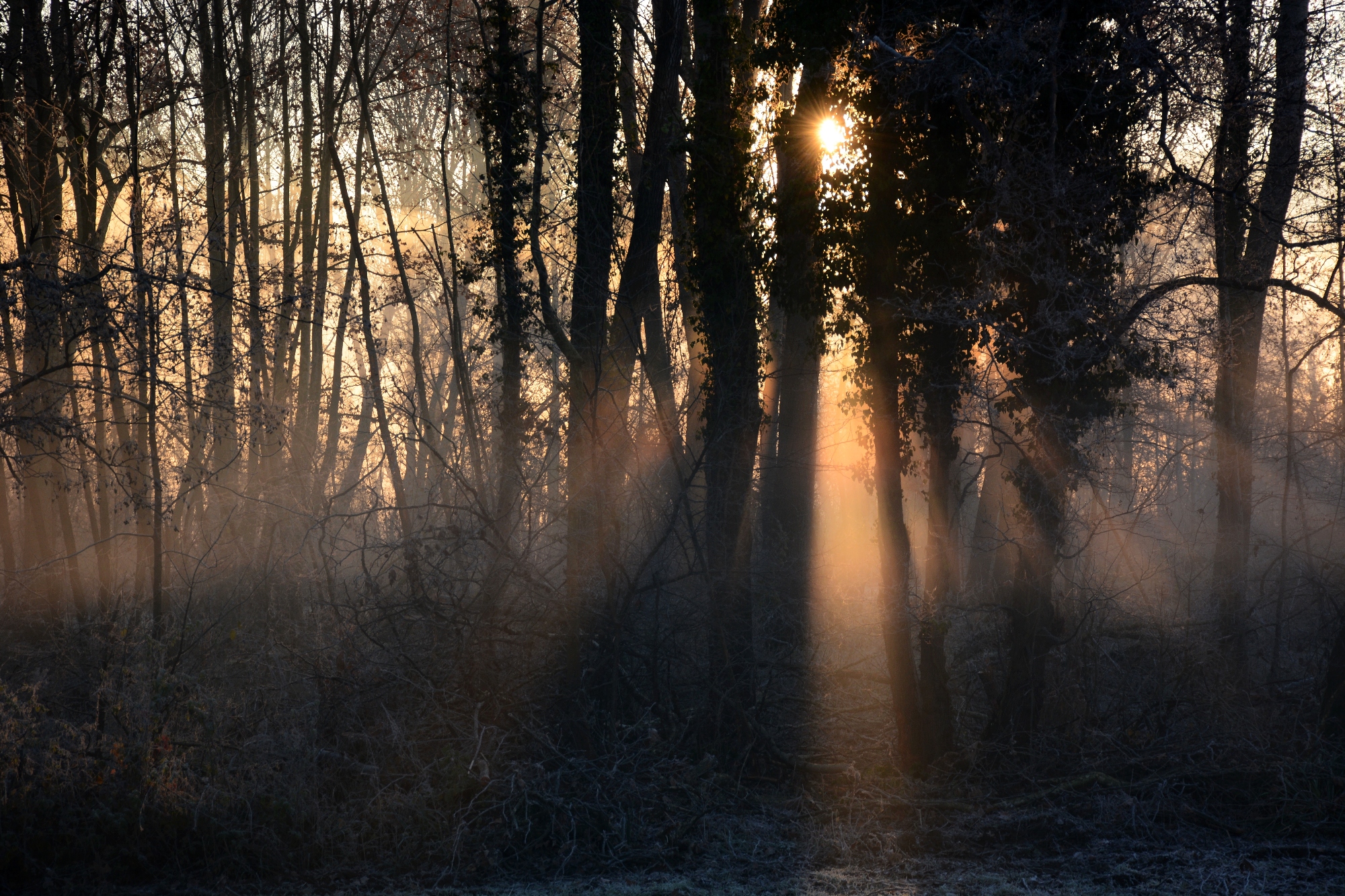 rays in the woods ..