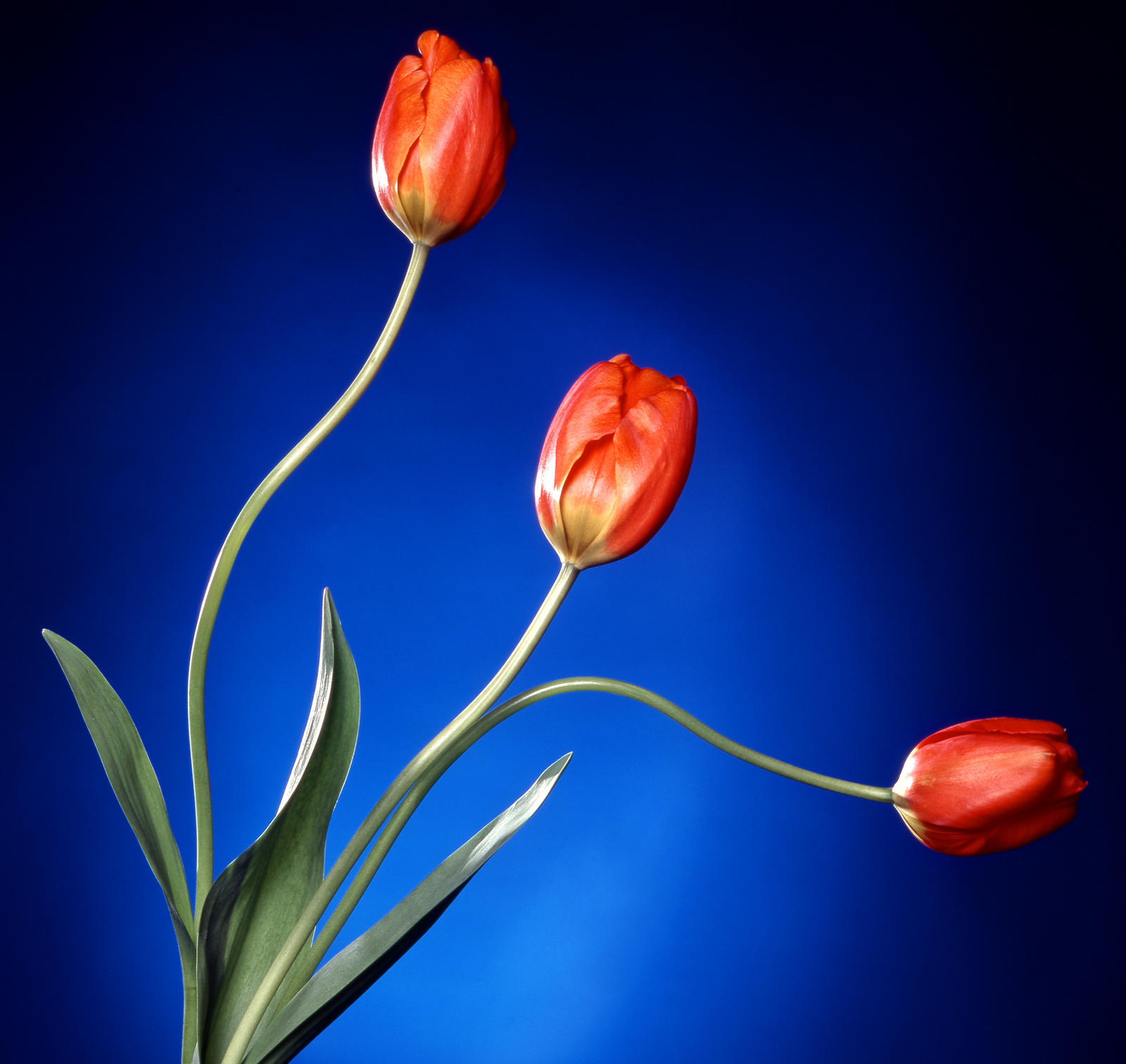 tulips