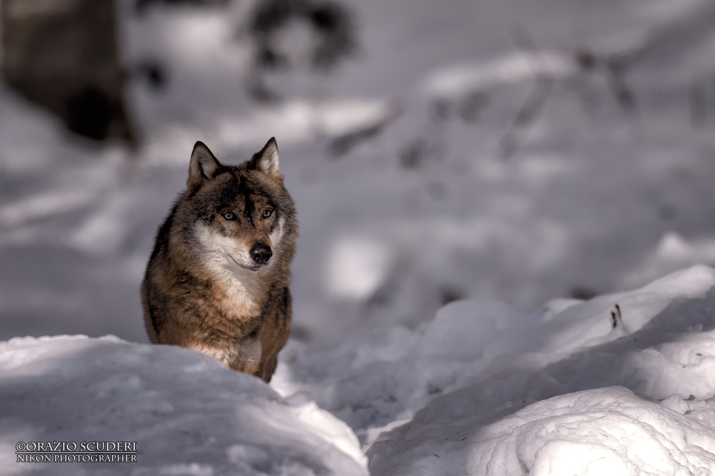 Canis lupus (Bayerischer Wald)