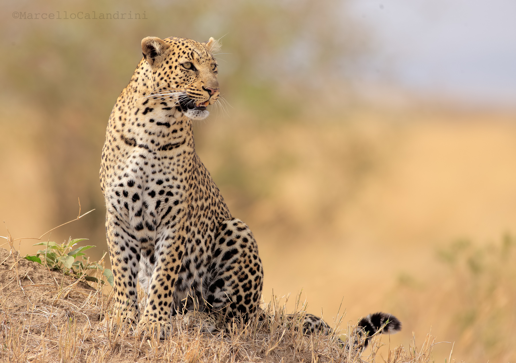 Olive, the legendary mother