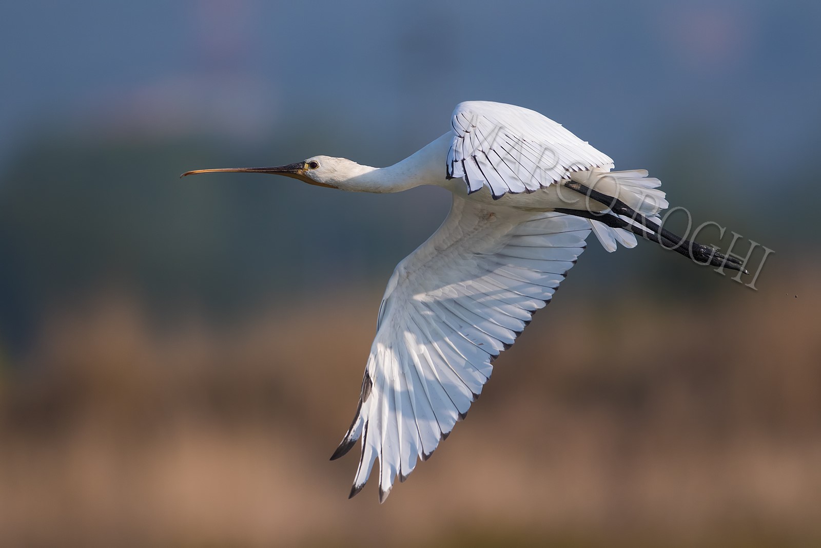 Spoonbill in Flight
