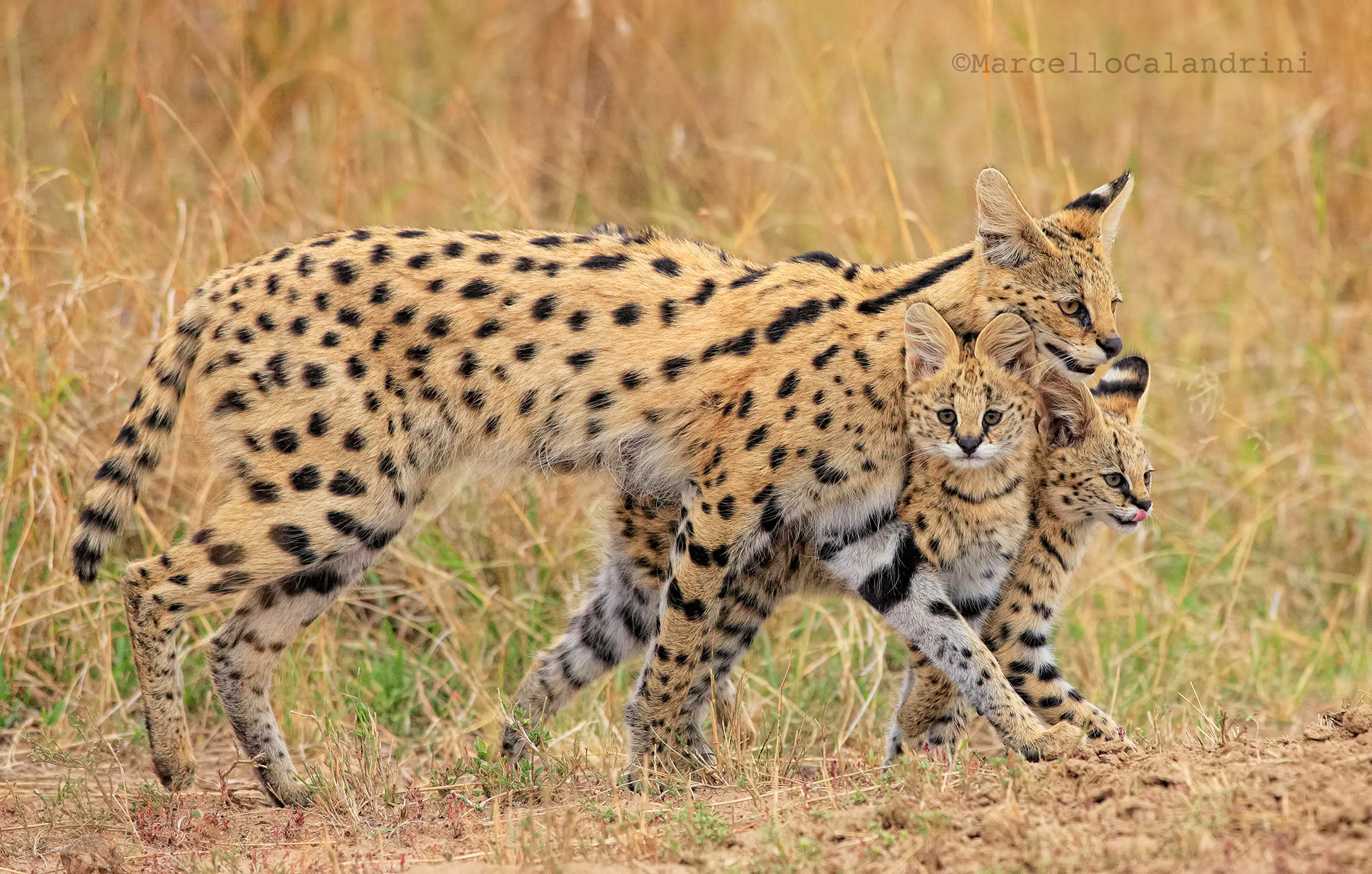 serval family