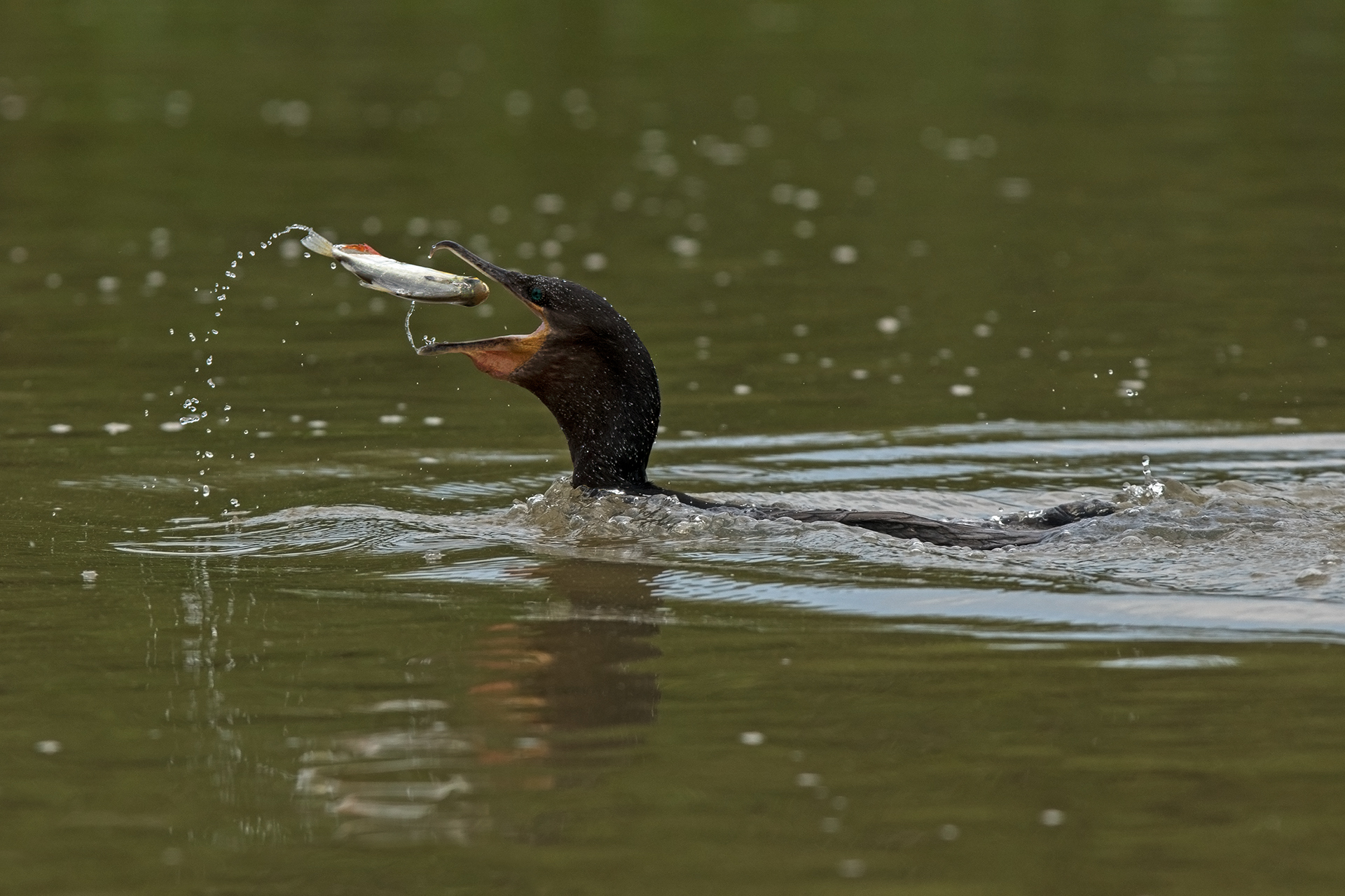 Saltimbocca alla Pantaneira...