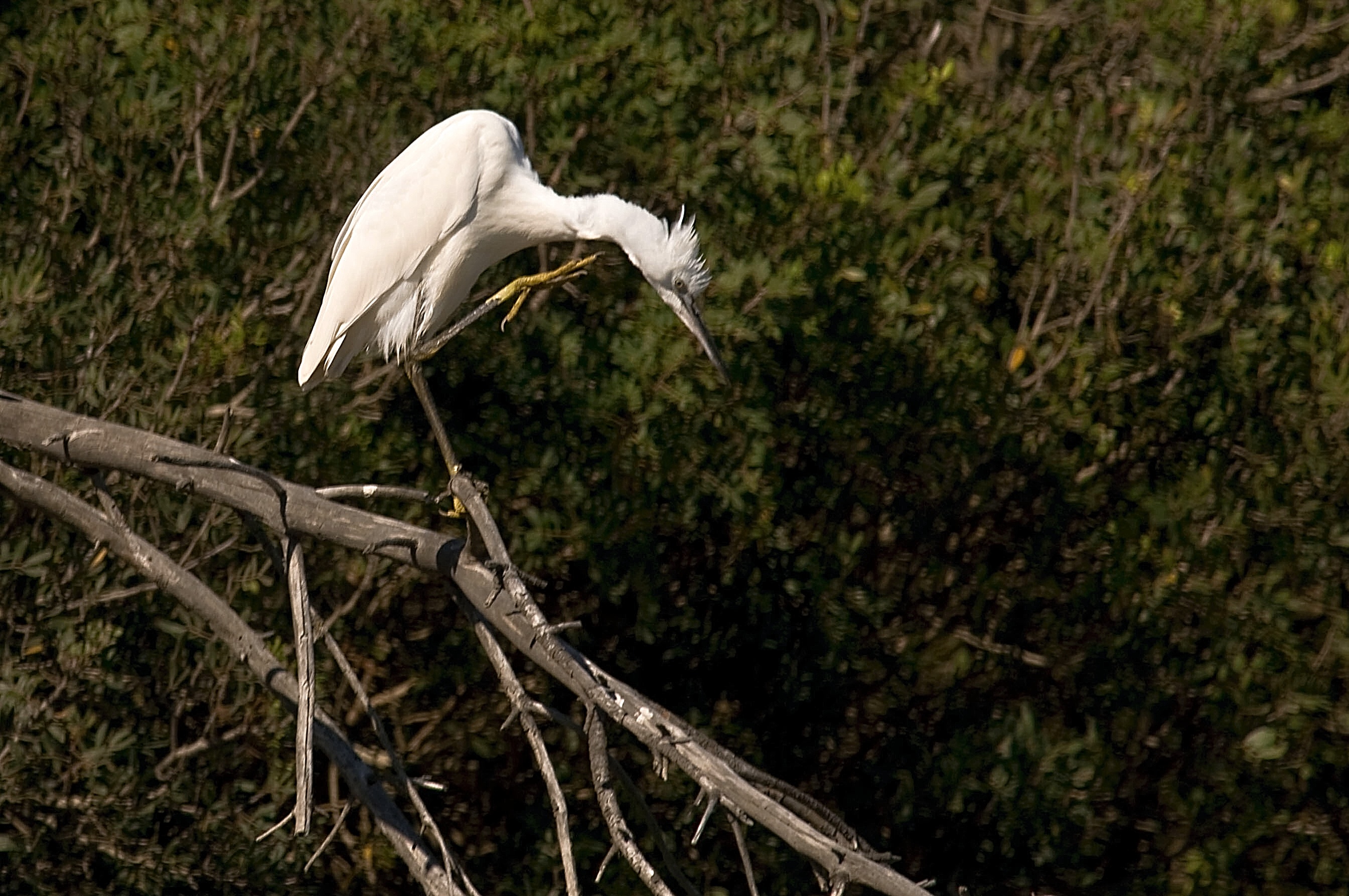 Egret
