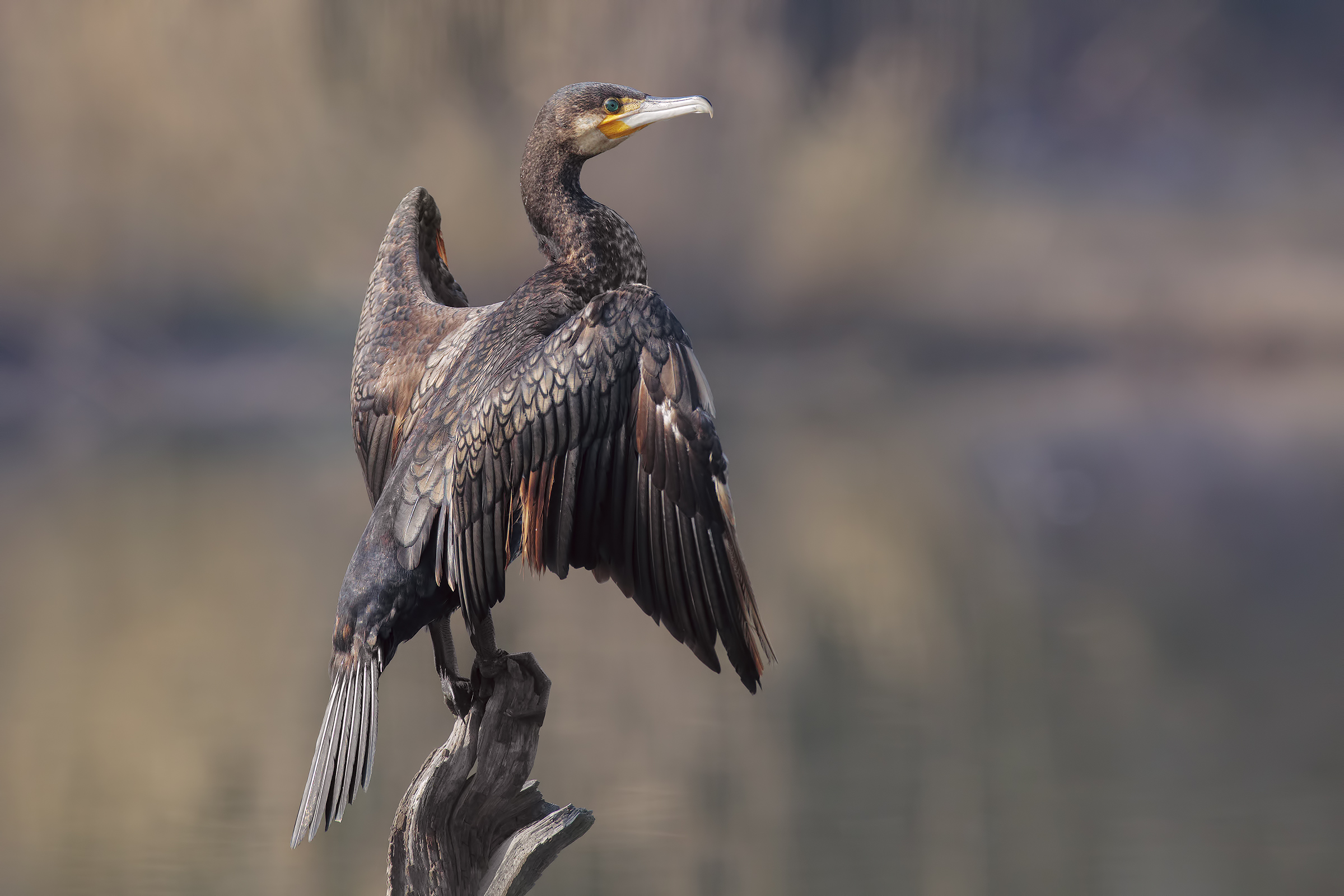 cormorano veneto....