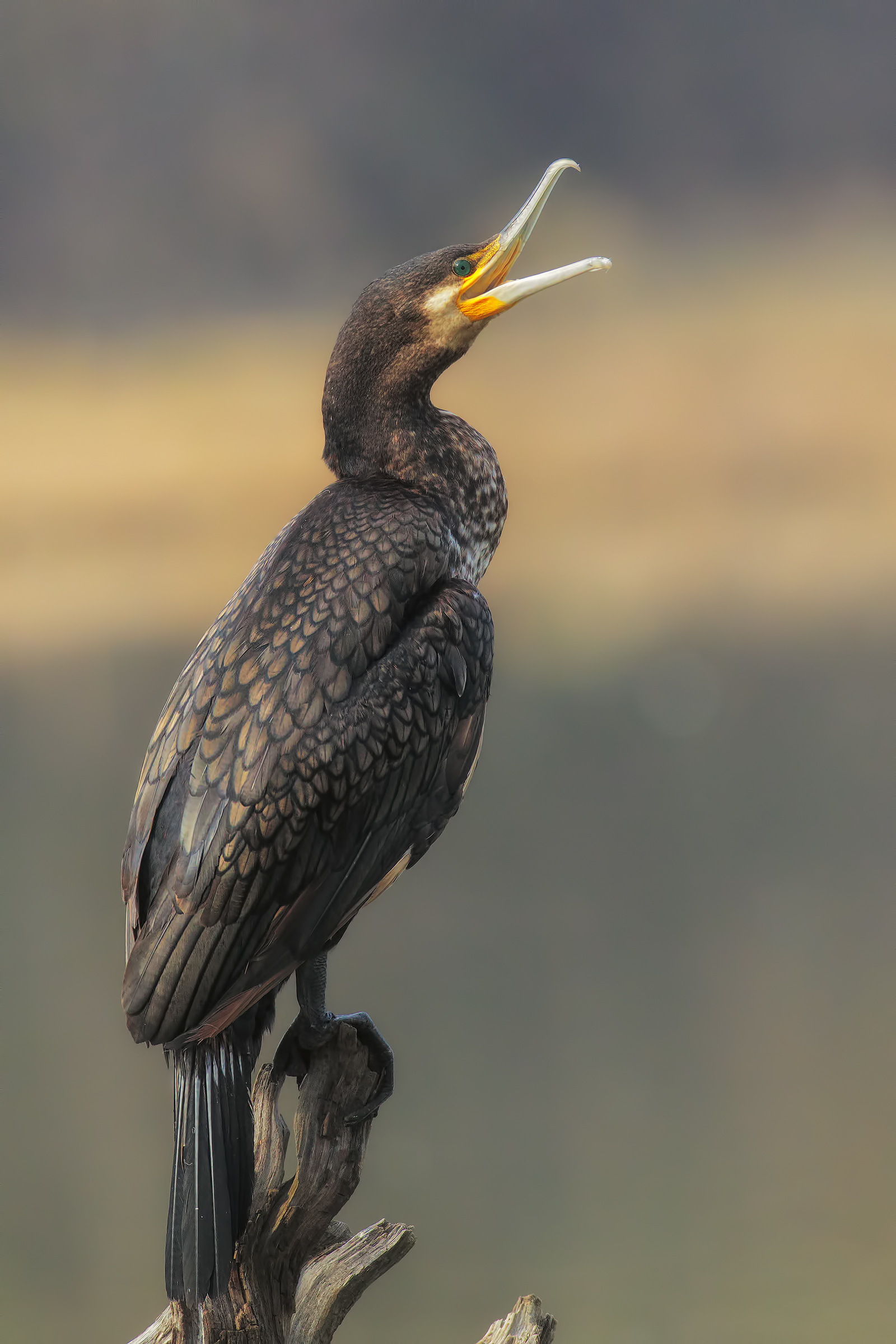 cormorano veneto....2