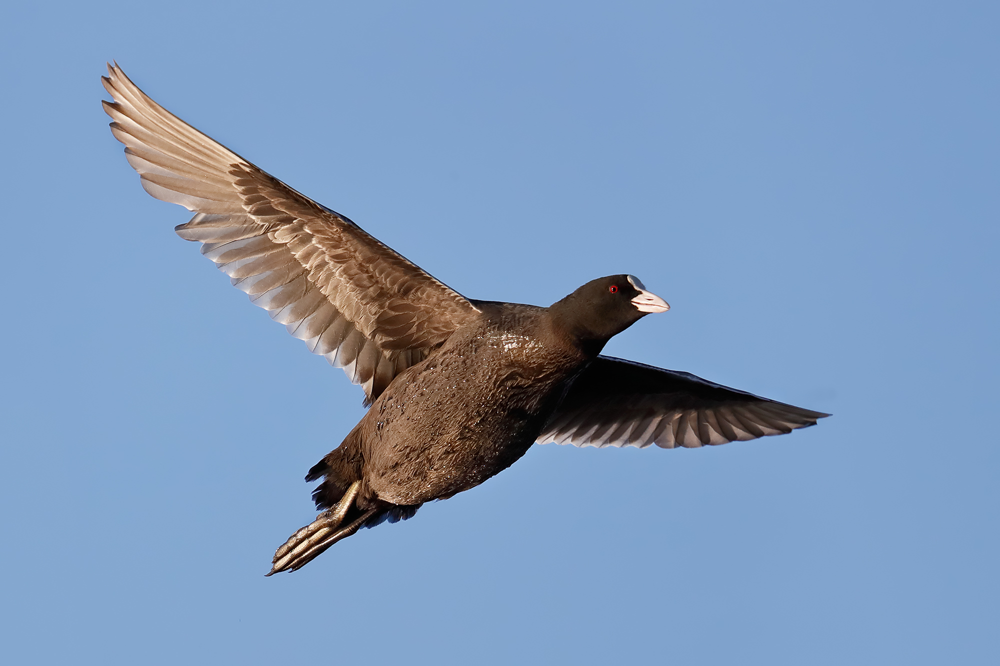 Coot in flight