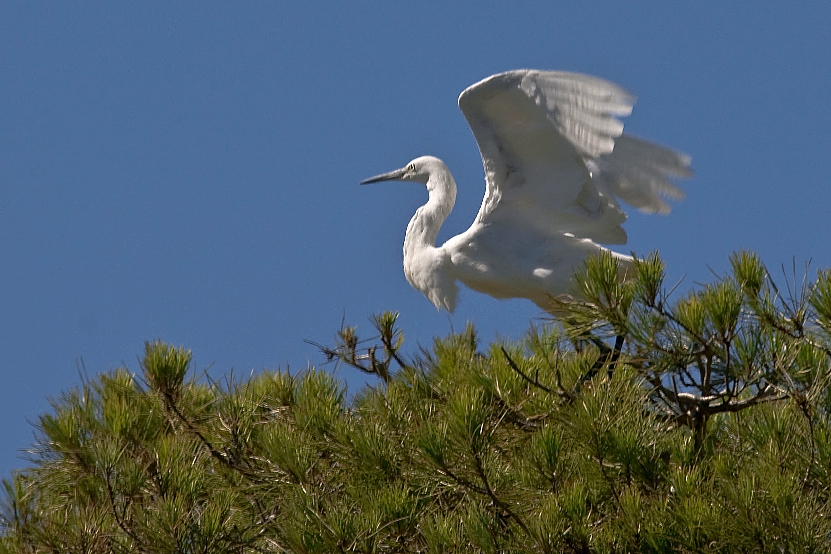 Egret