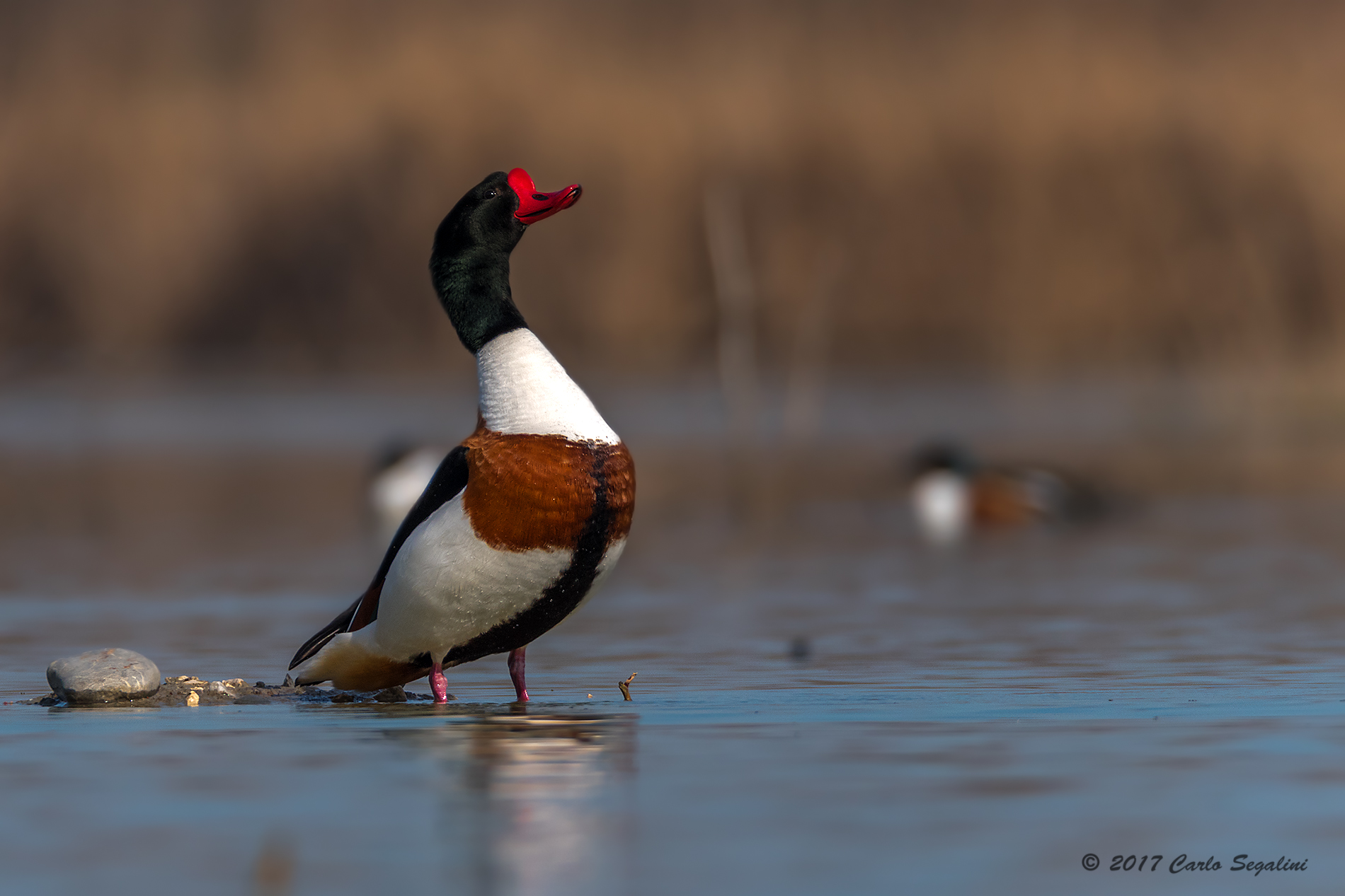 Shelduck