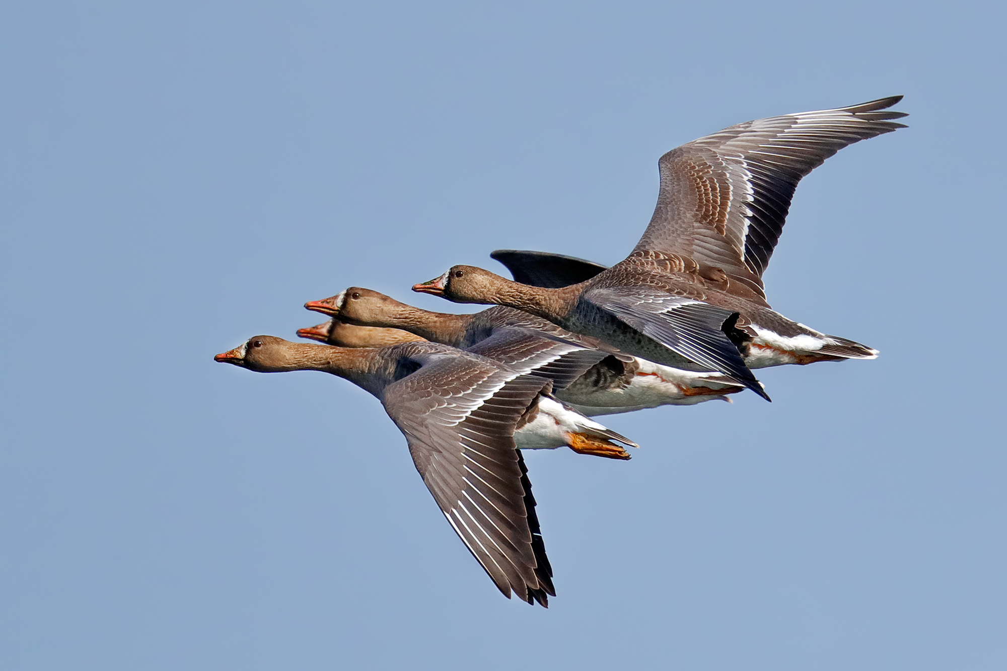Fronted geese in spring migration