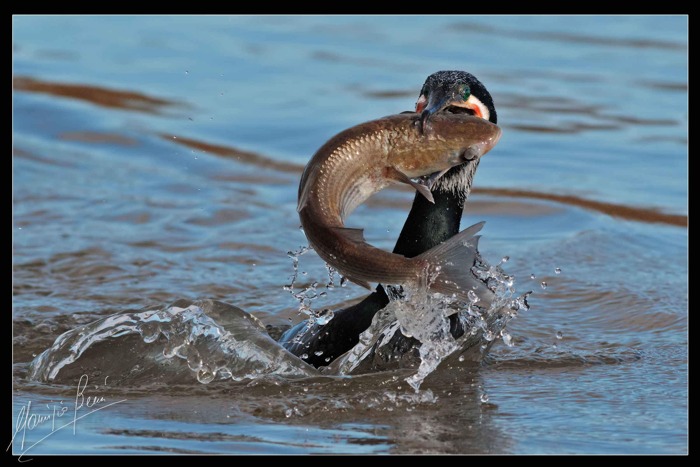 Stasera pesce a cena .... Cormorano in abito nuziale.