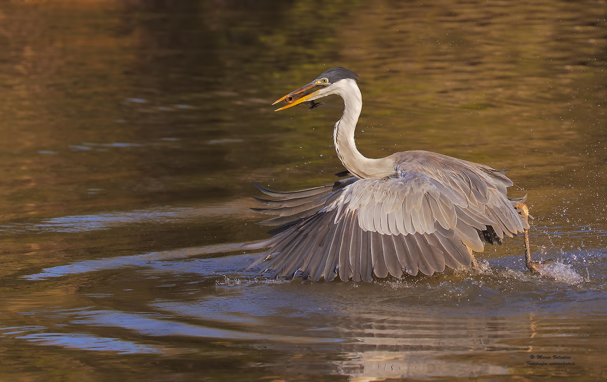 La sorpresa del piranha