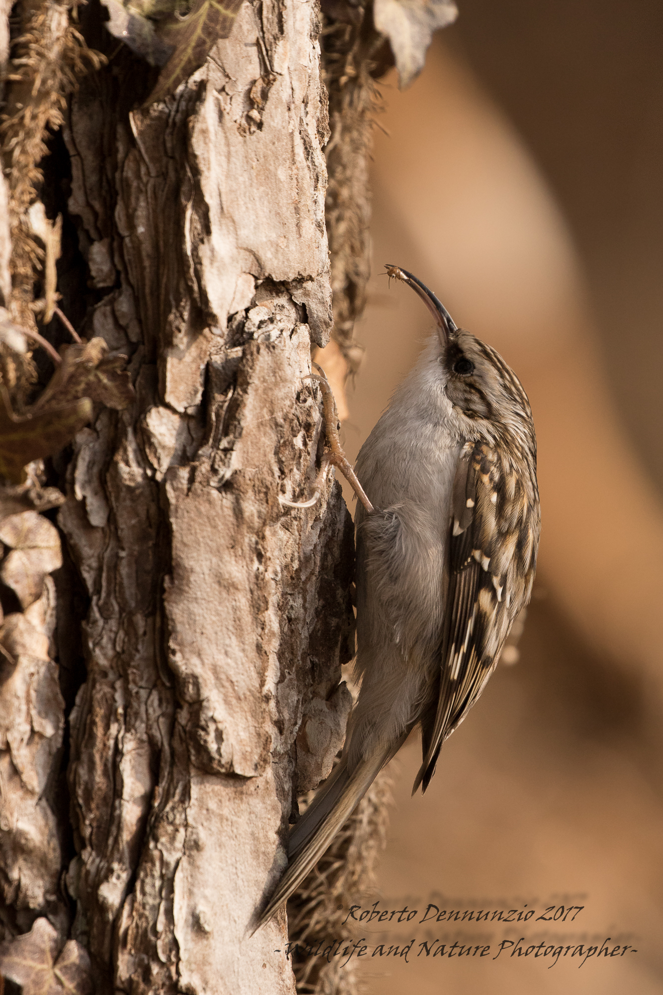 Rampichino with prey