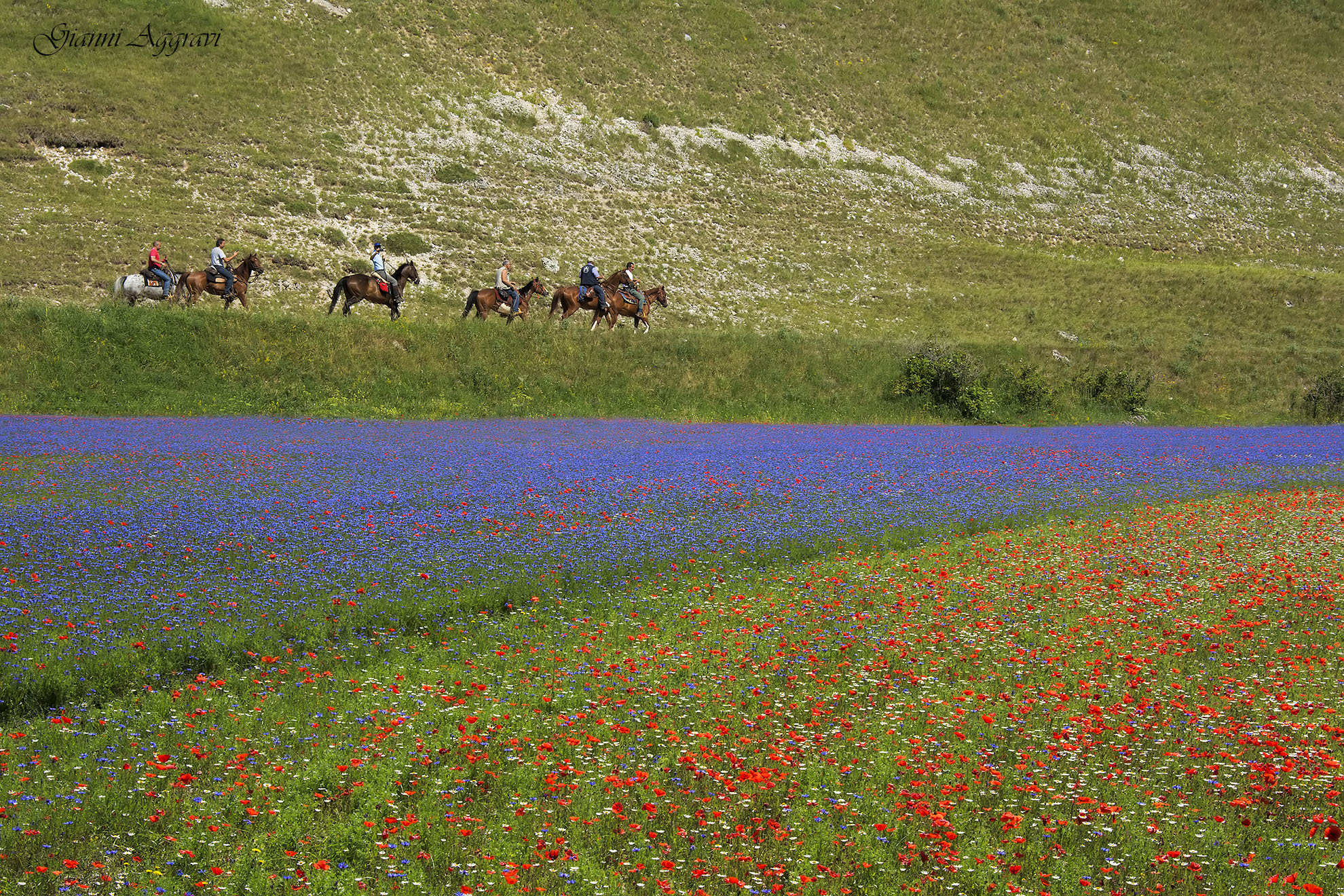 Castelluccio Horse