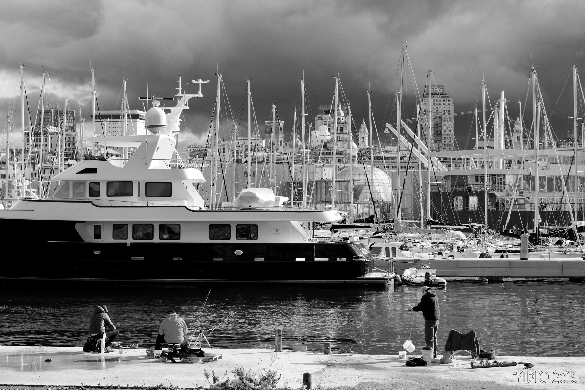 The trees for us Genoese