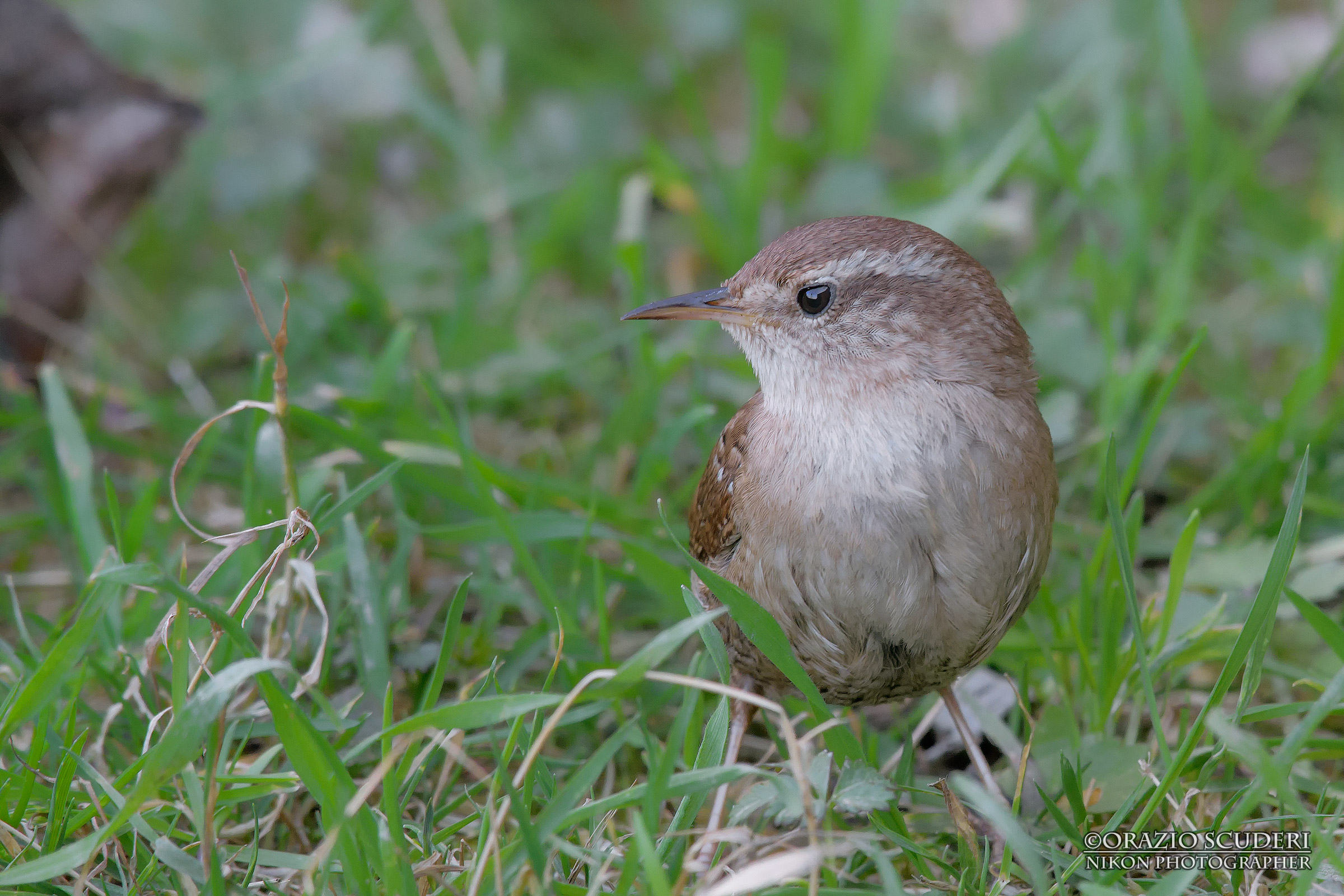 Troglodytes troglodytes