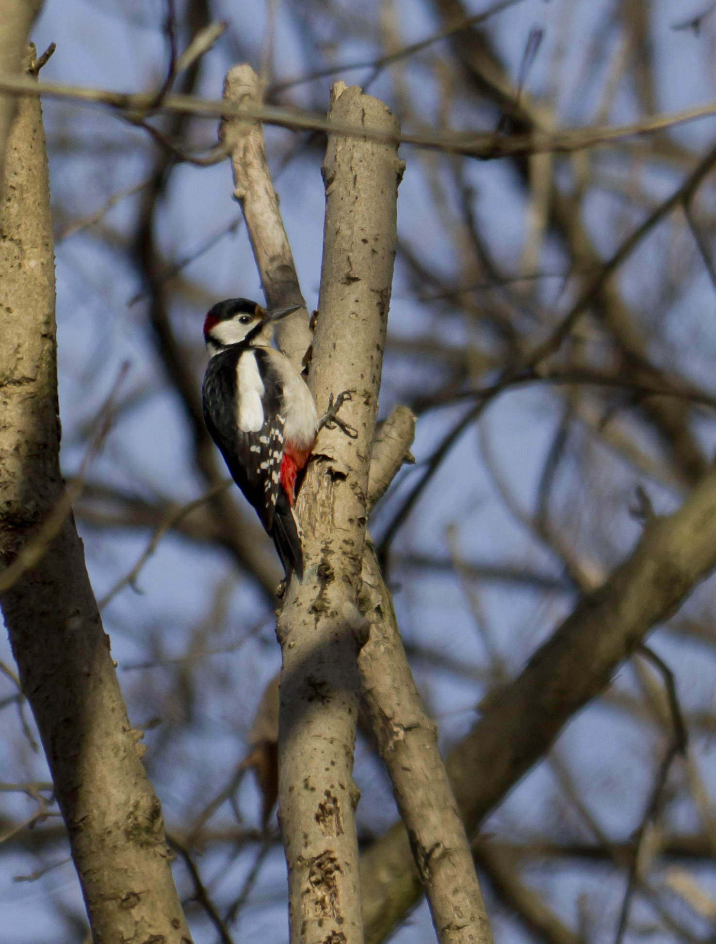 Woodpecker