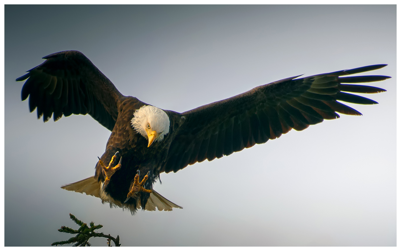Incoming Bald Eagle in the last of the light.