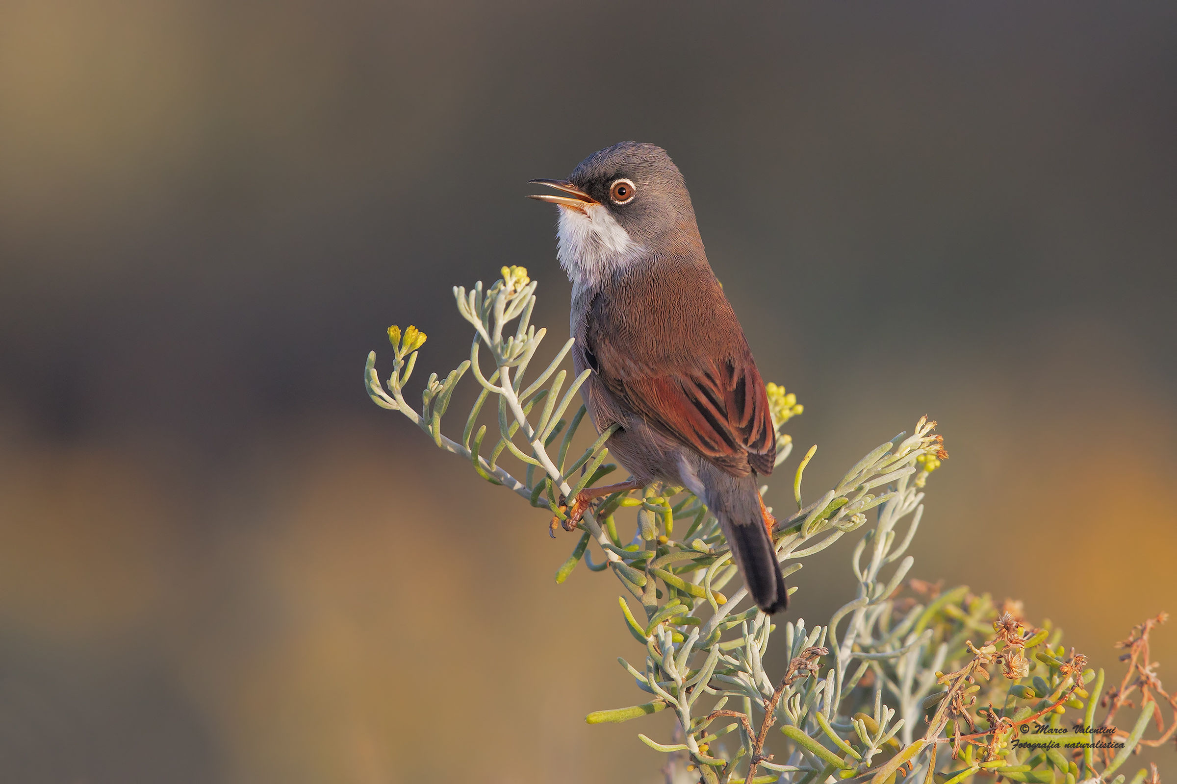 Sardinian Warbler