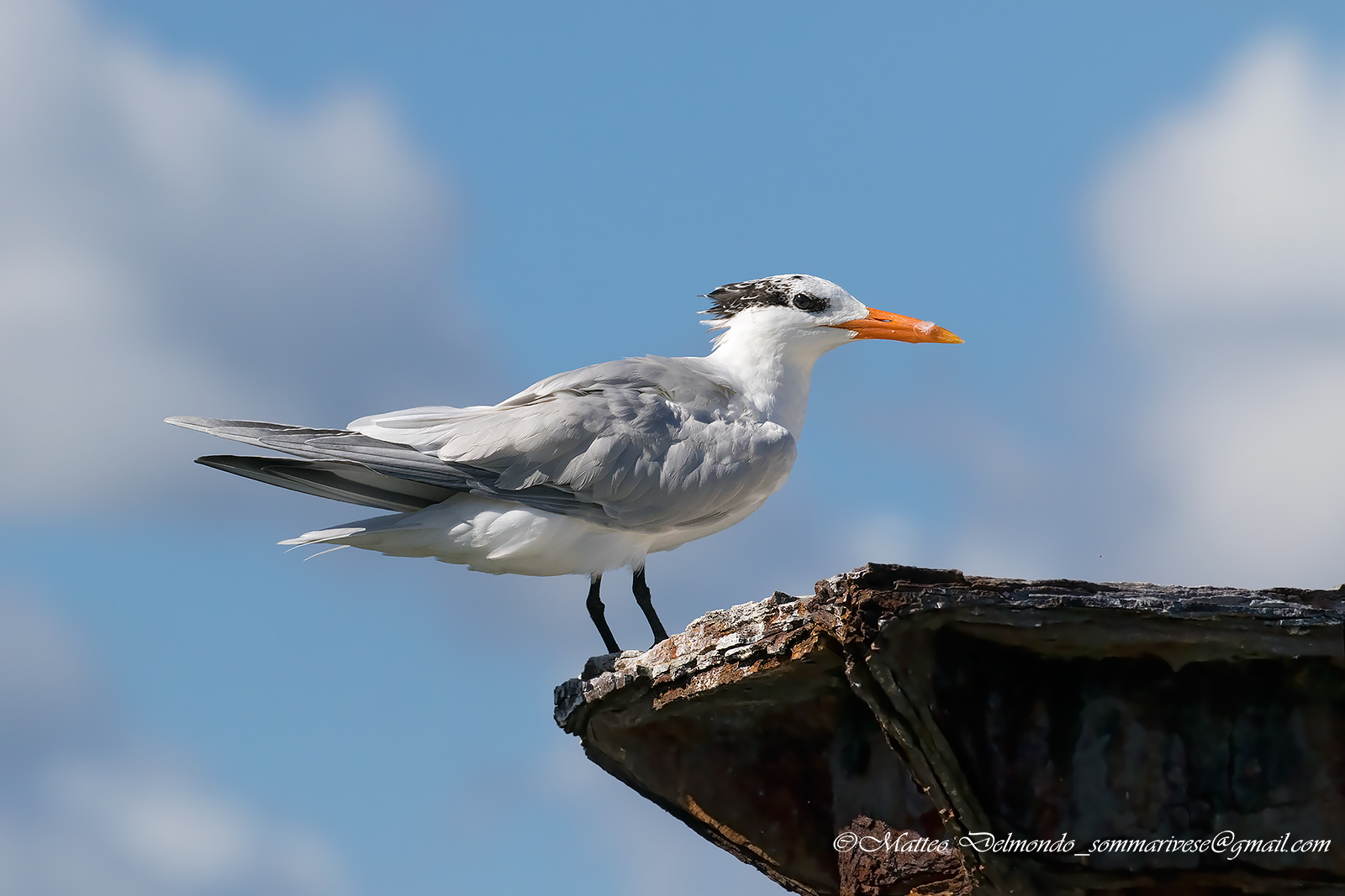 Royal Tern
