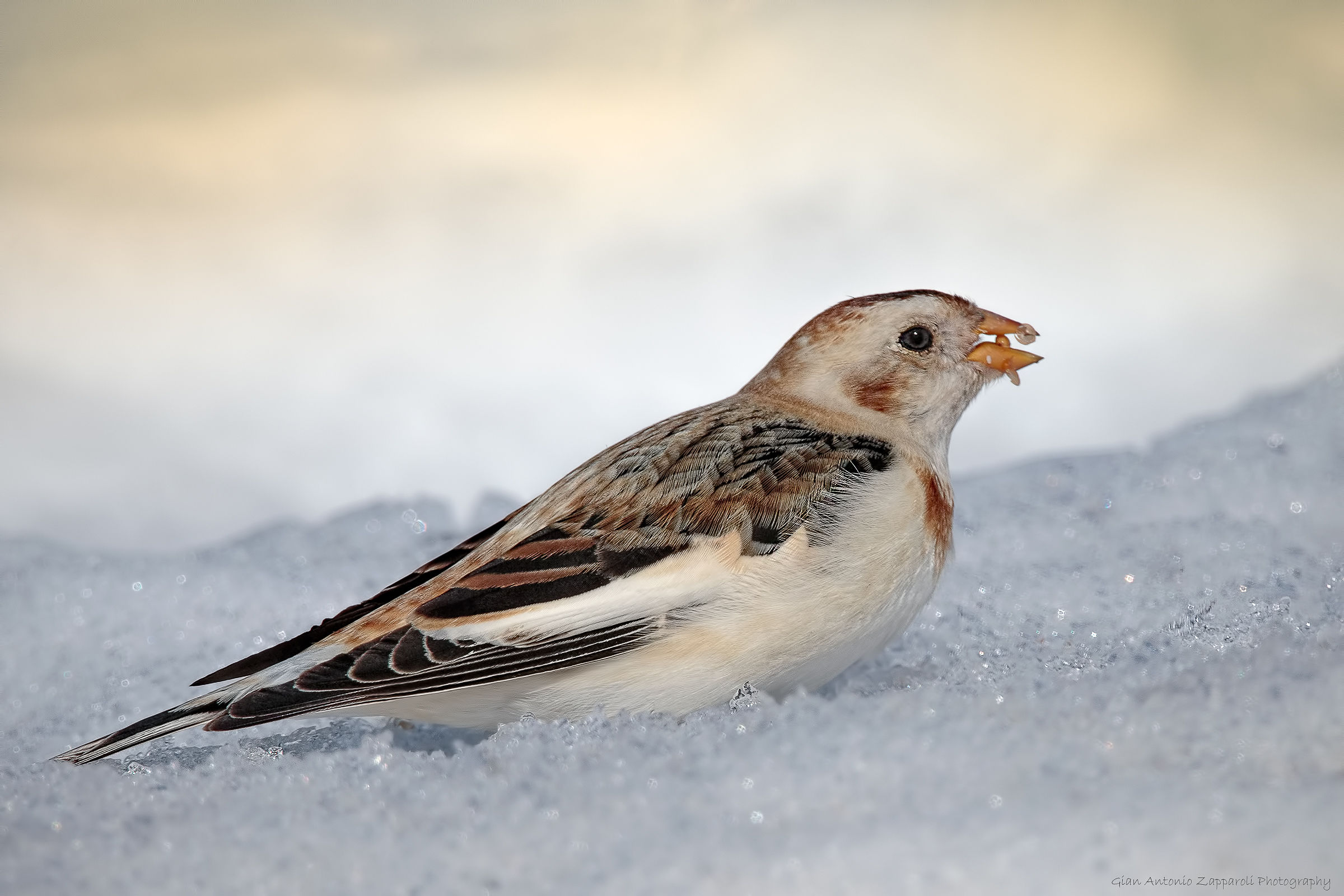 Snow Bunting (Plectrophenax nivalis)