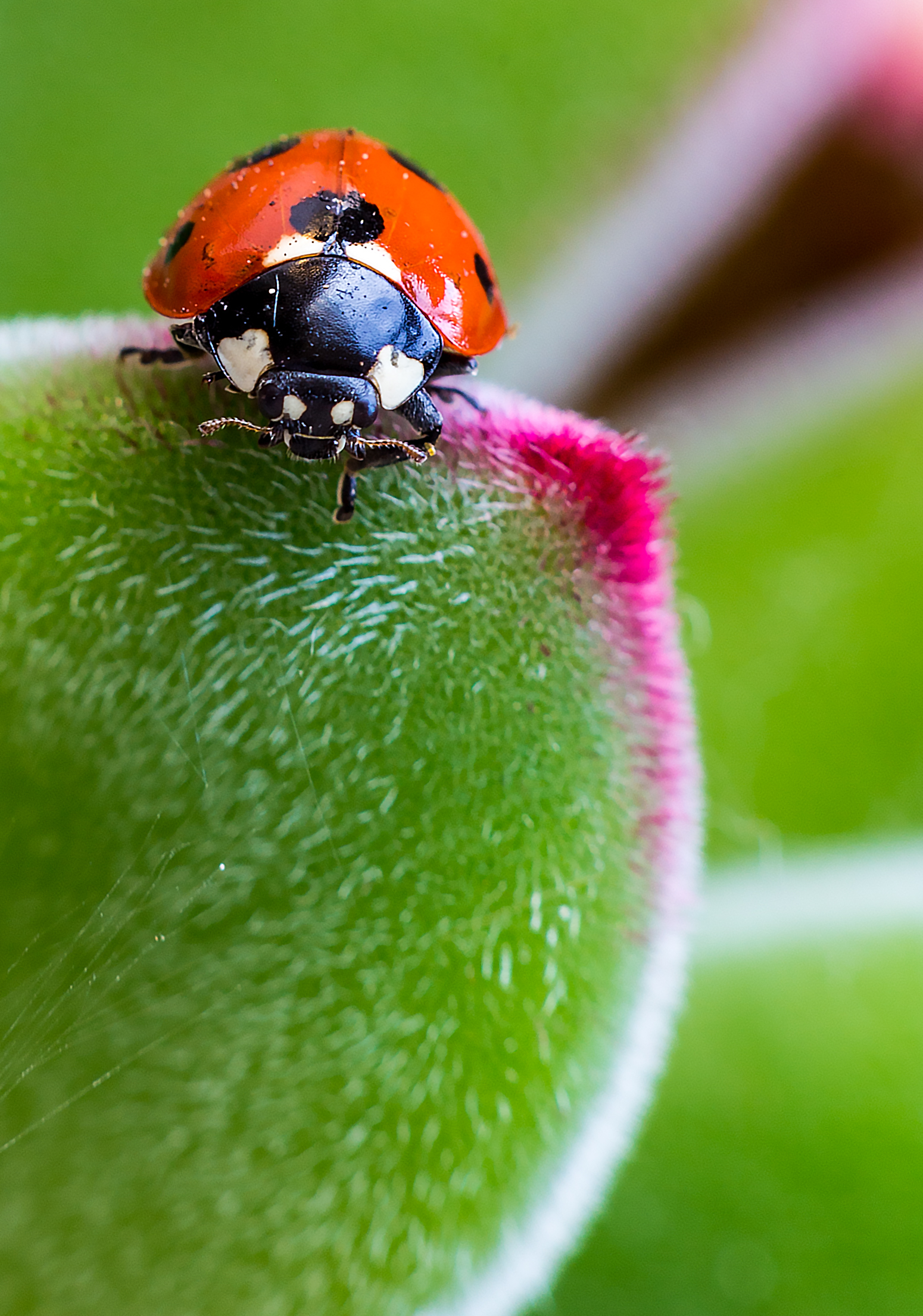 Shards of Succulent.