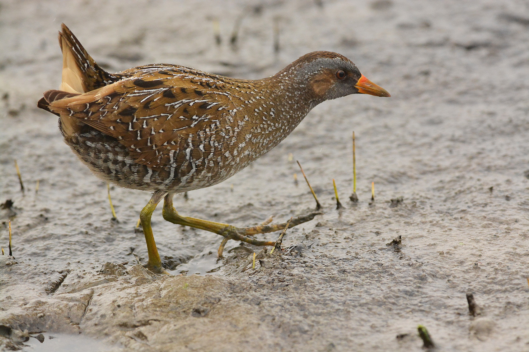 spotted crake in active migration oblivious to the rain