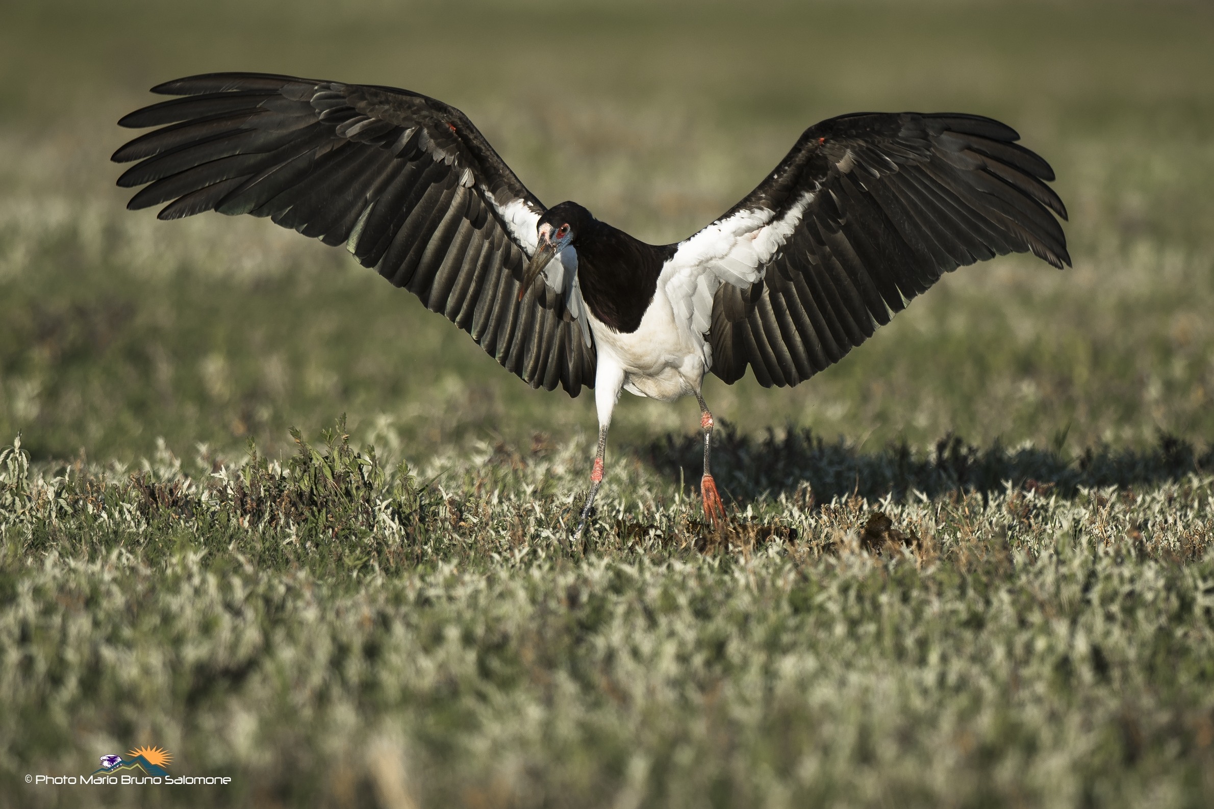 black Stork