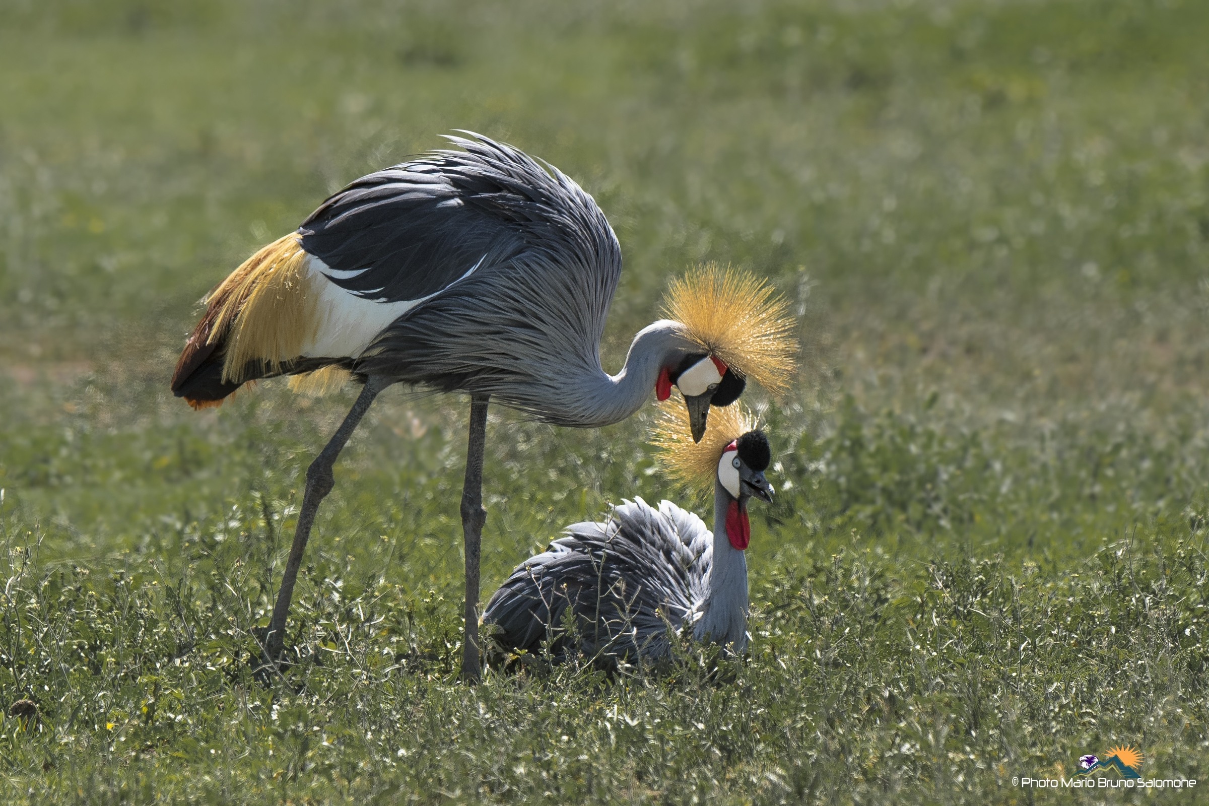 crowned cranes.