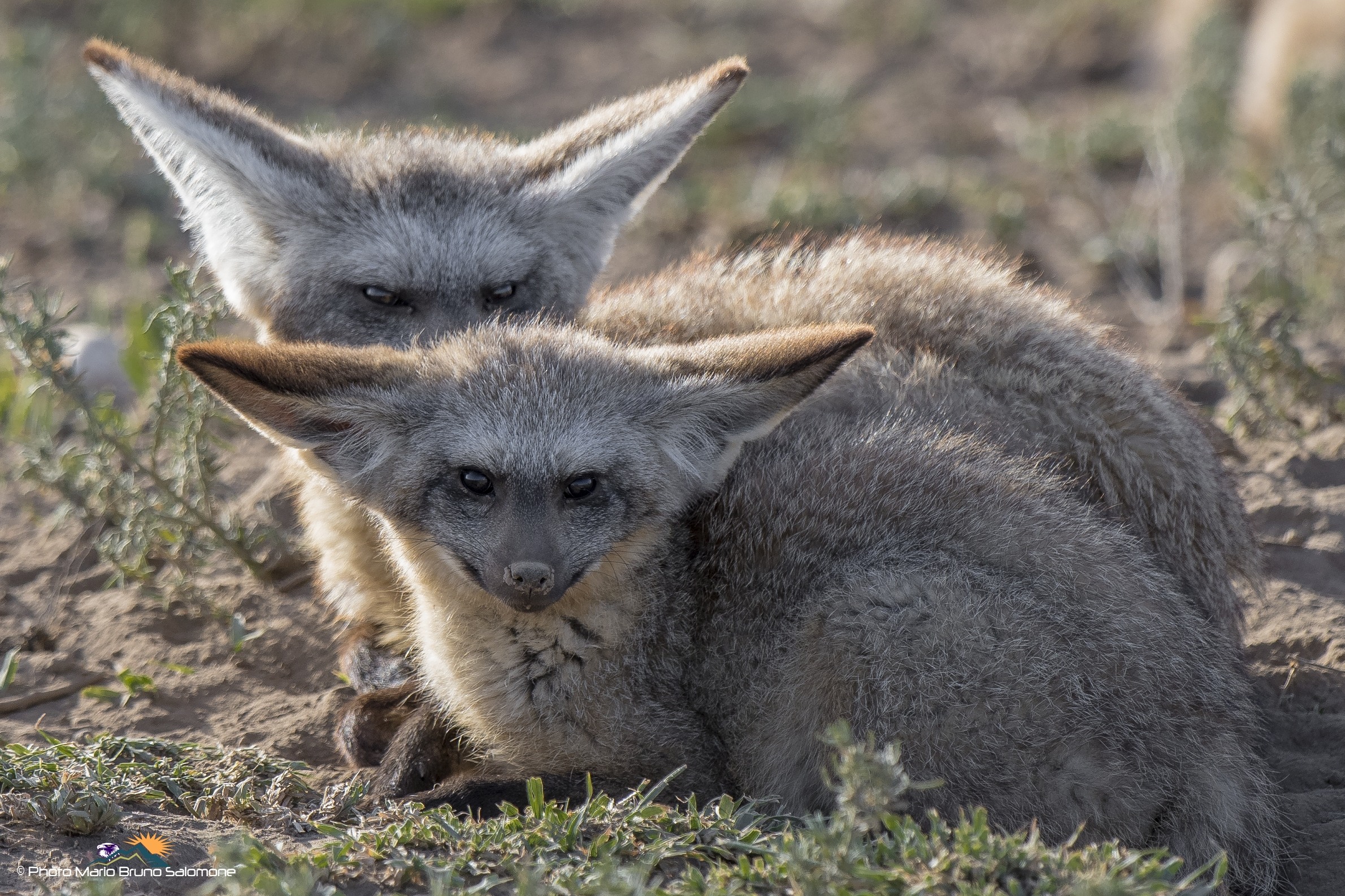 bat-eared fox