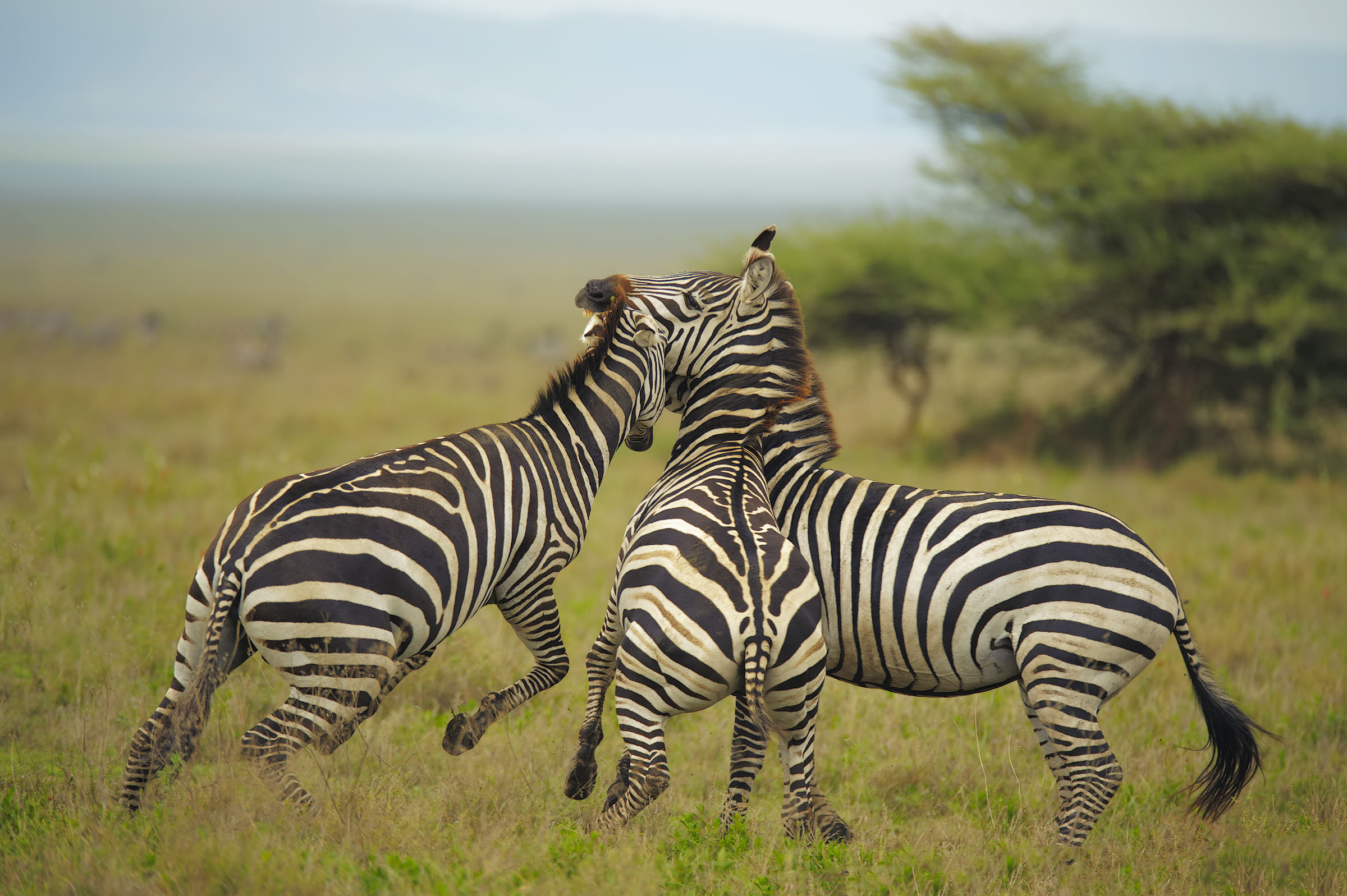 The Three Musketeers