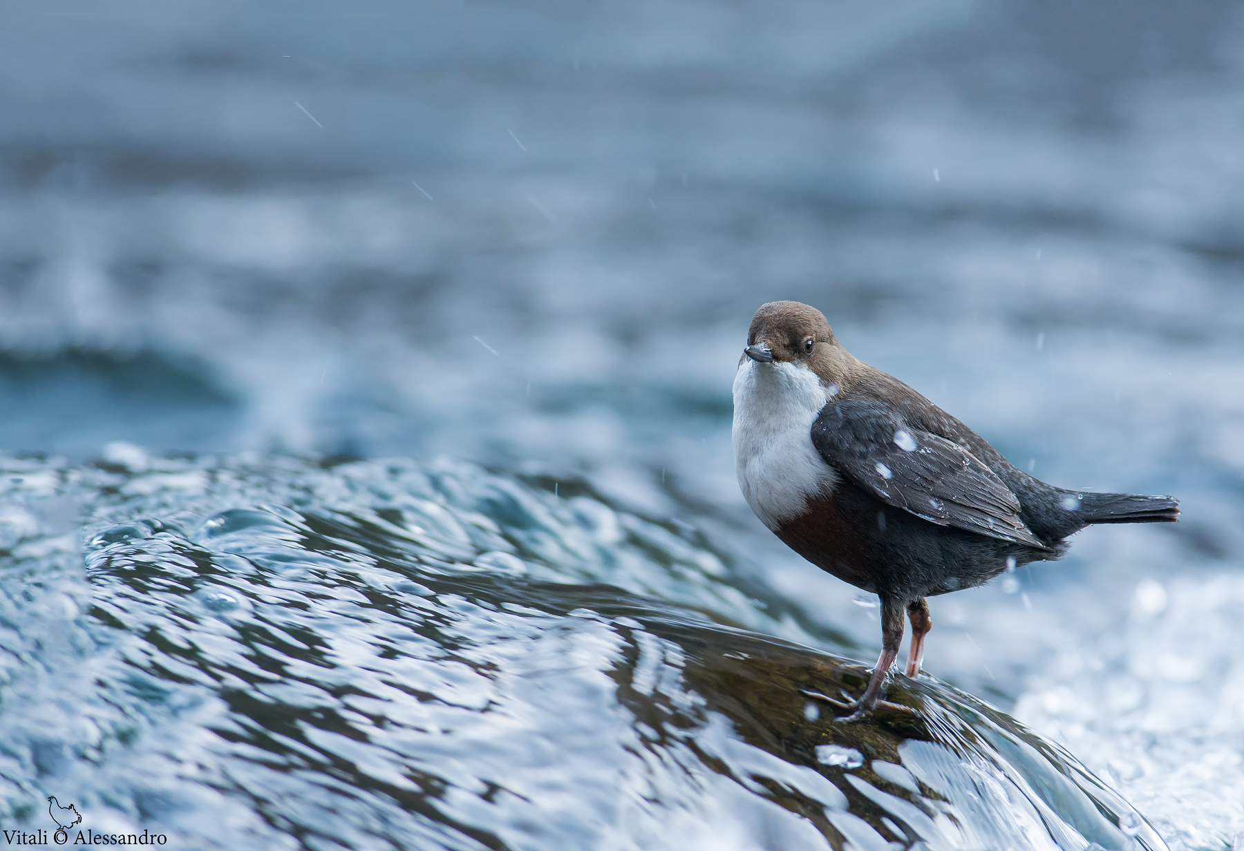 Merlo acquaiolo........