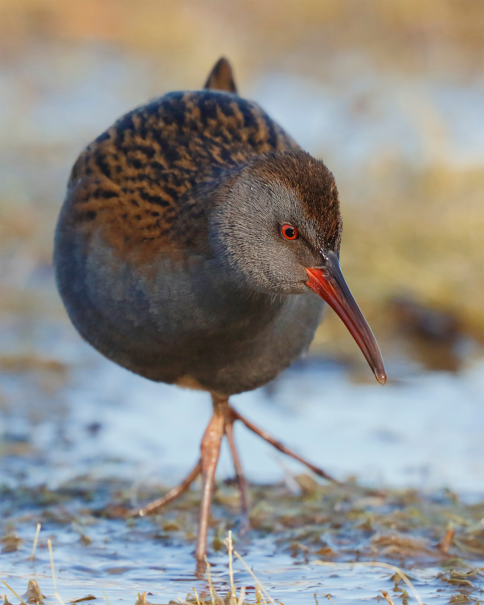 Water Rail
