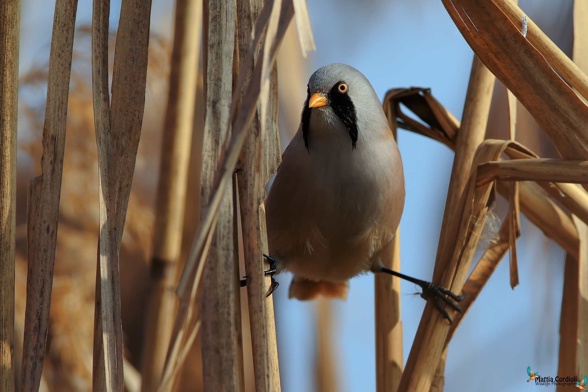 La spaccata del Basettino...