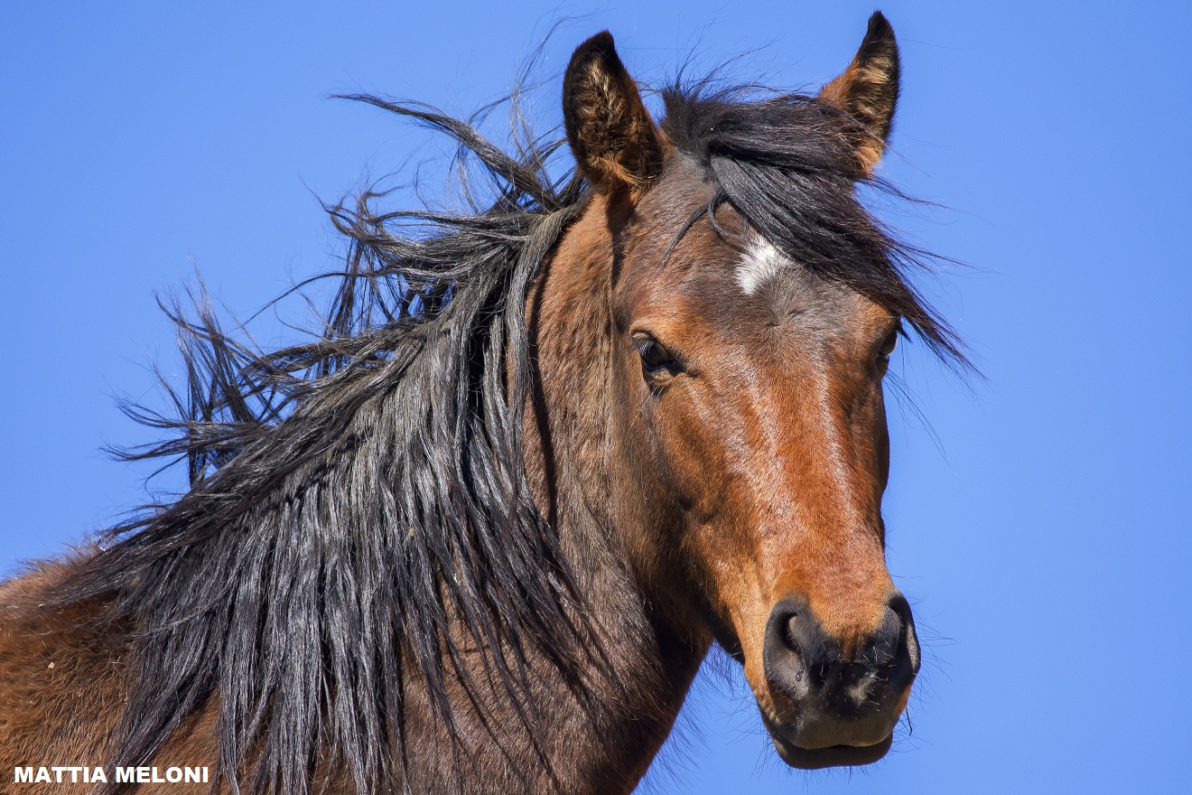 Criniera al vento! Cavallo sardo (forse anglo arabo)