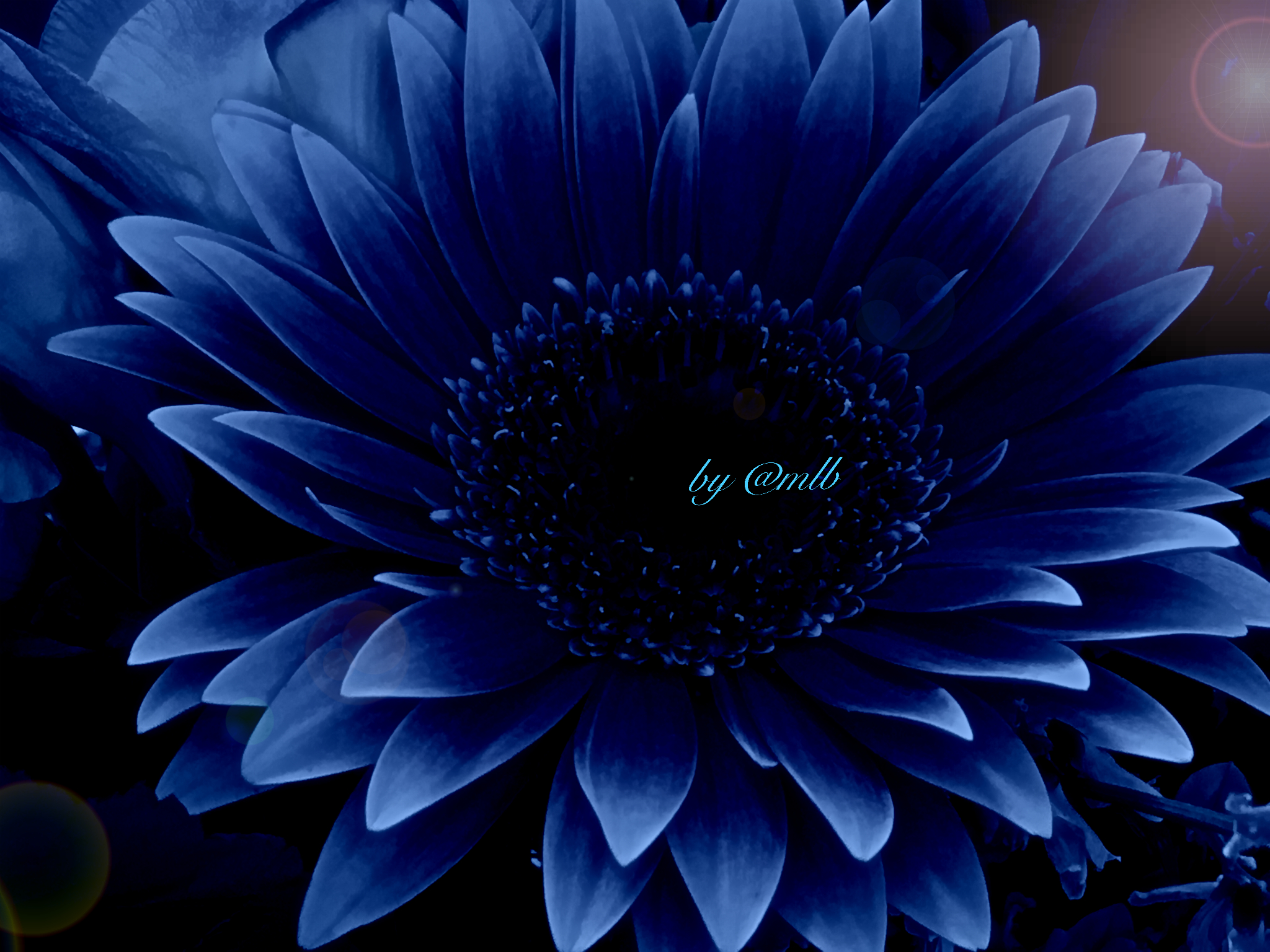 Blu gerbera