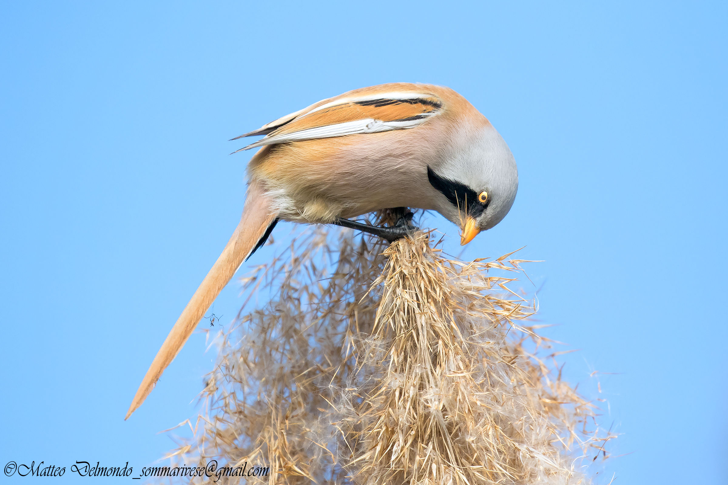 Bearded Tit