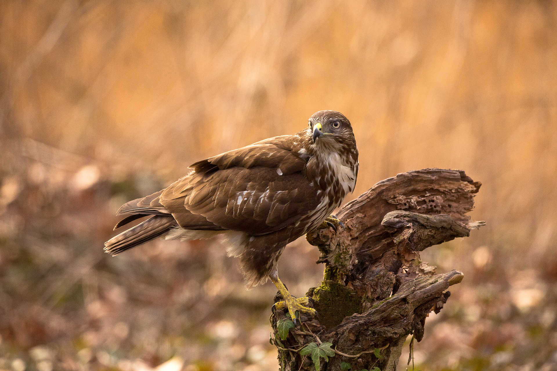 buzzard