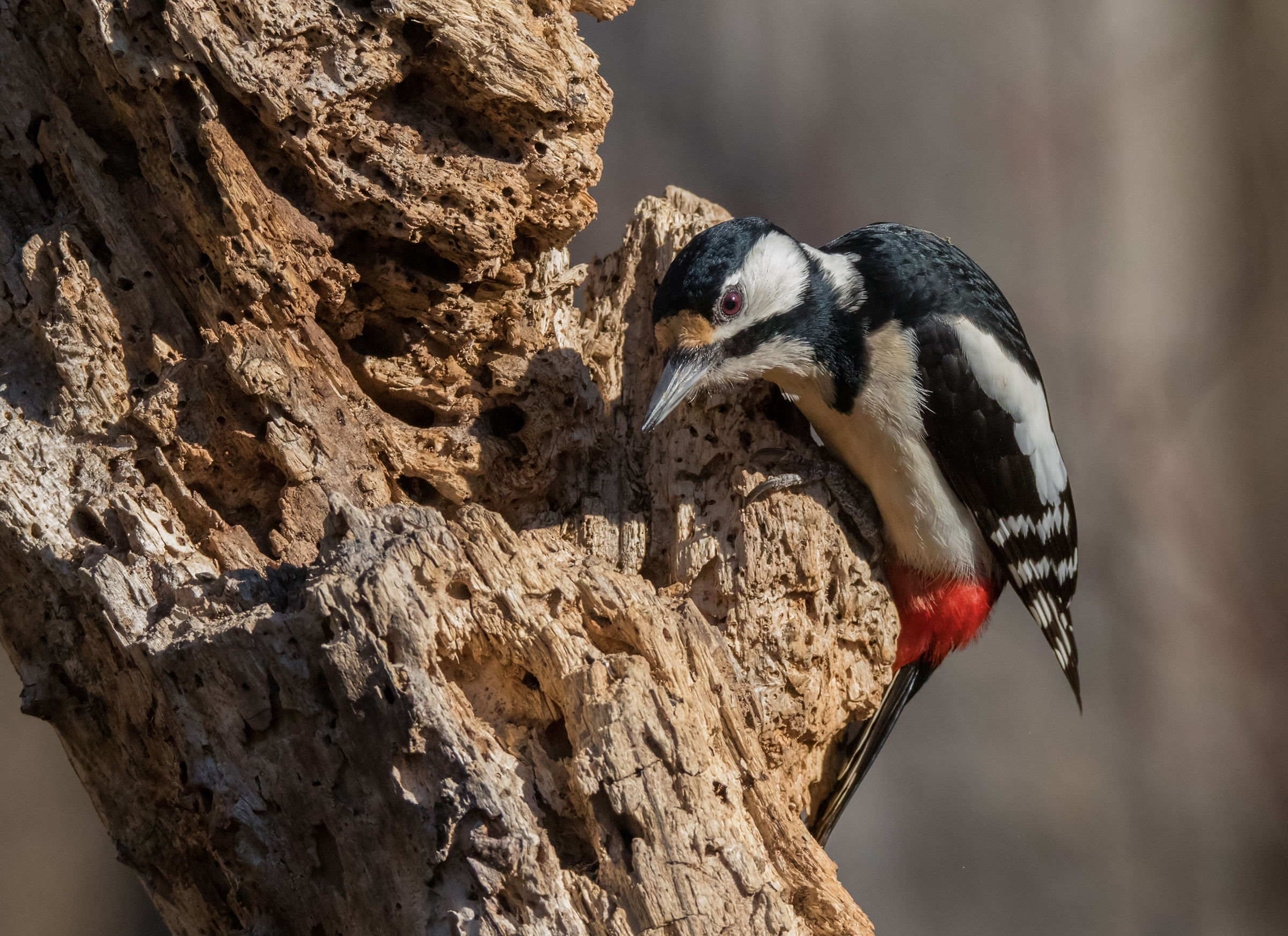Spotted Woodpecker