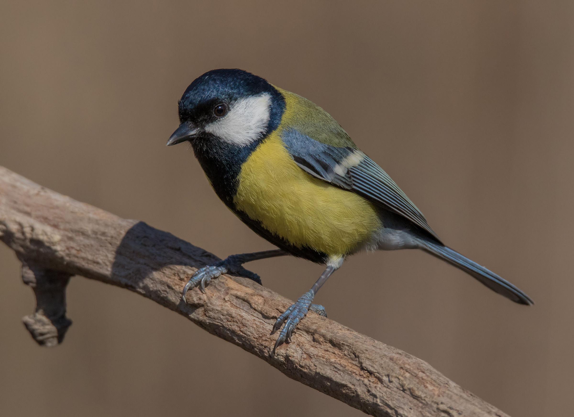 Great Tit
