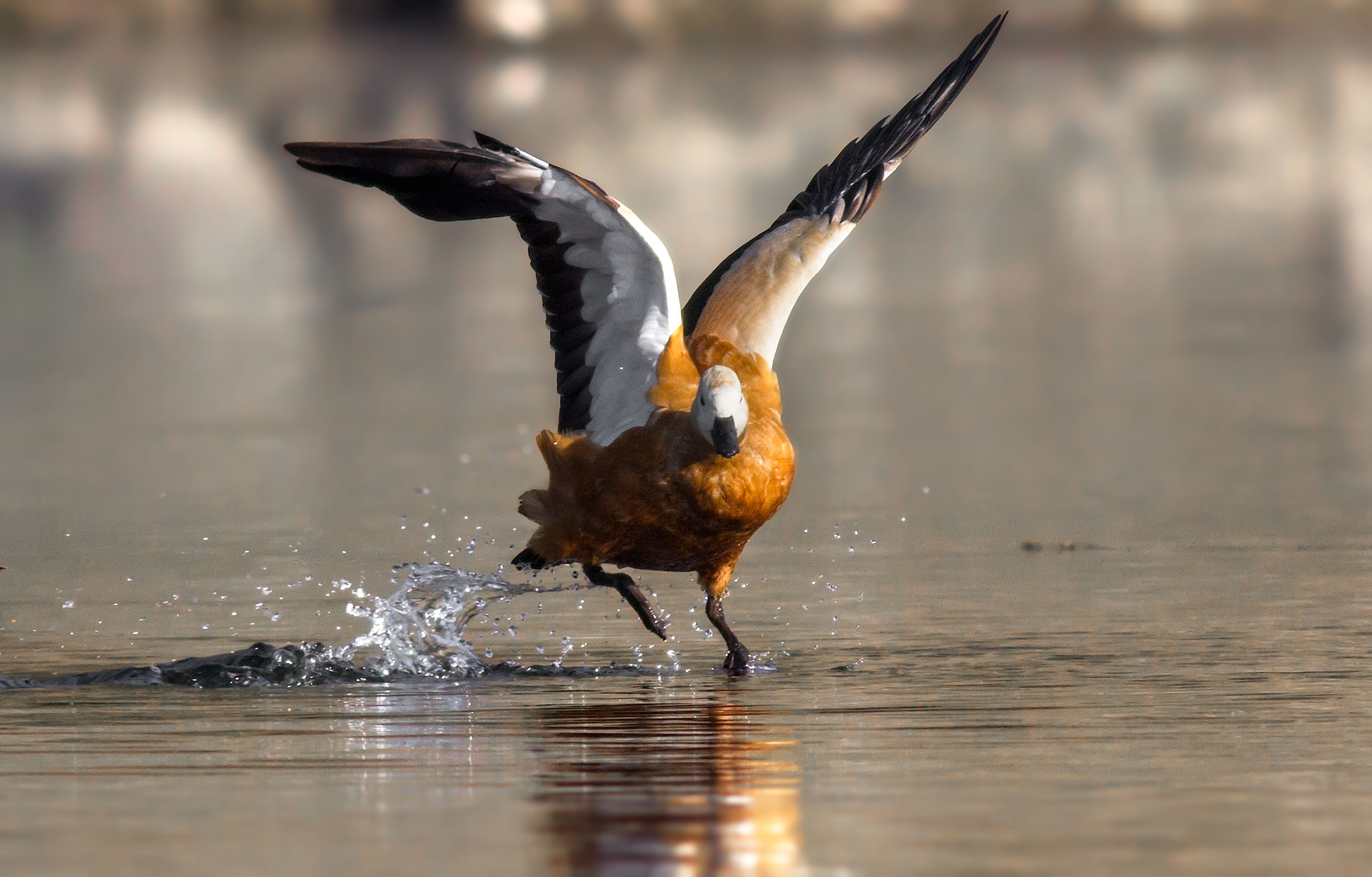 Ruddy Shelduck