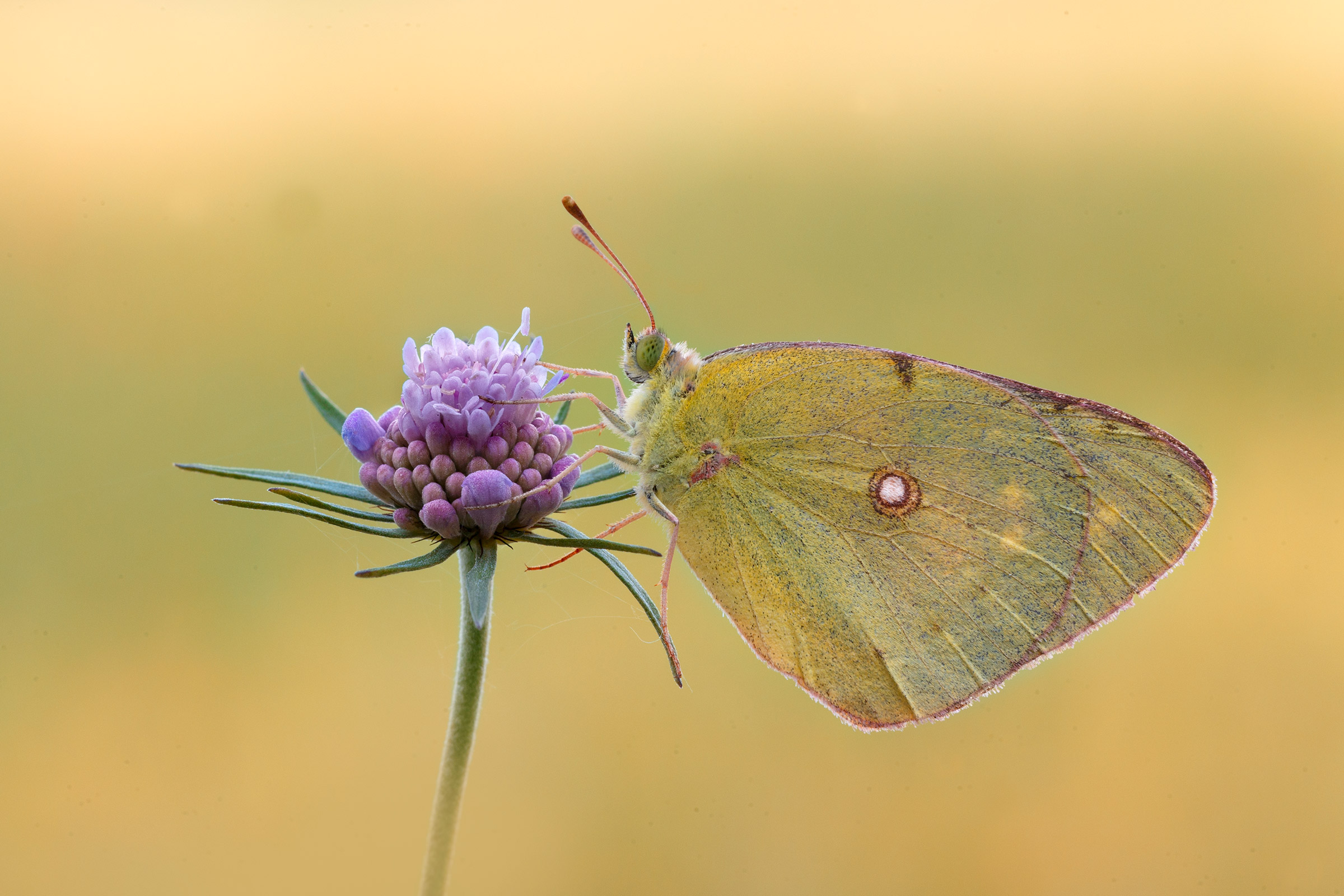 Colias Crocea