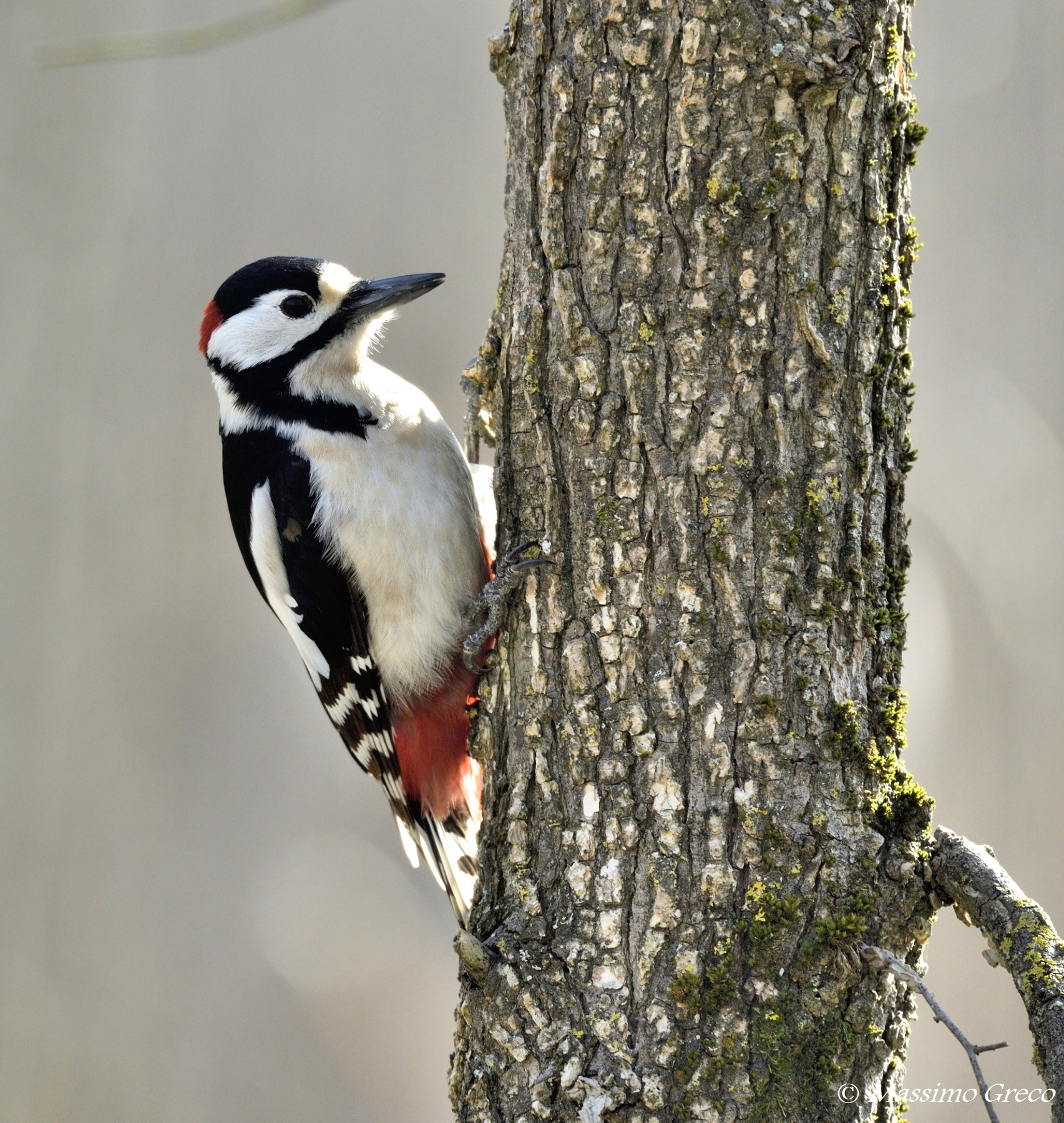 Picchio rosso maggiore