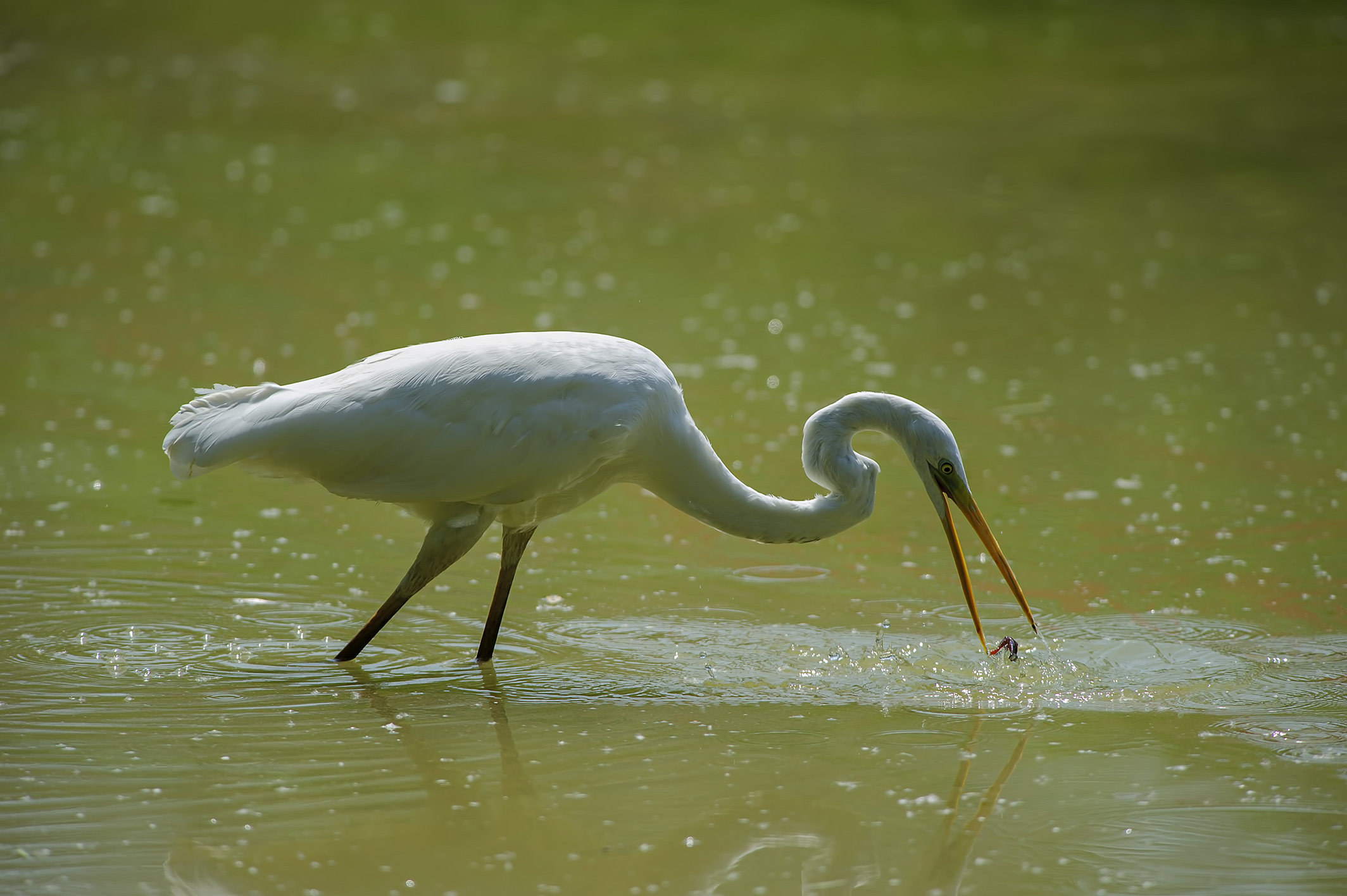 Airone Bianco a caccia