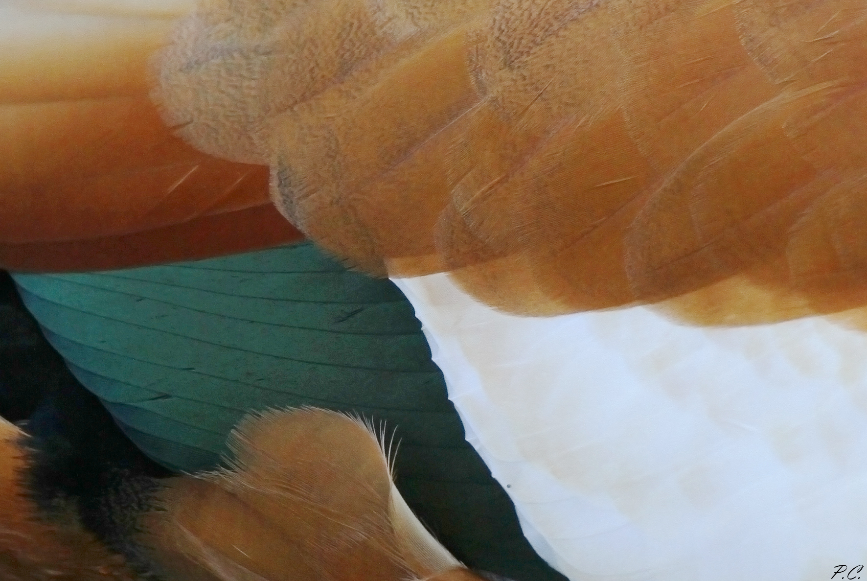 abstraction plumages