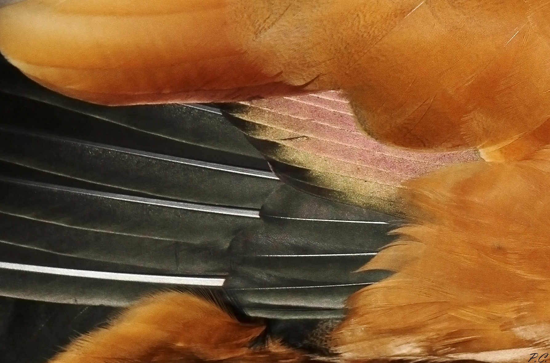 abstraction plumages