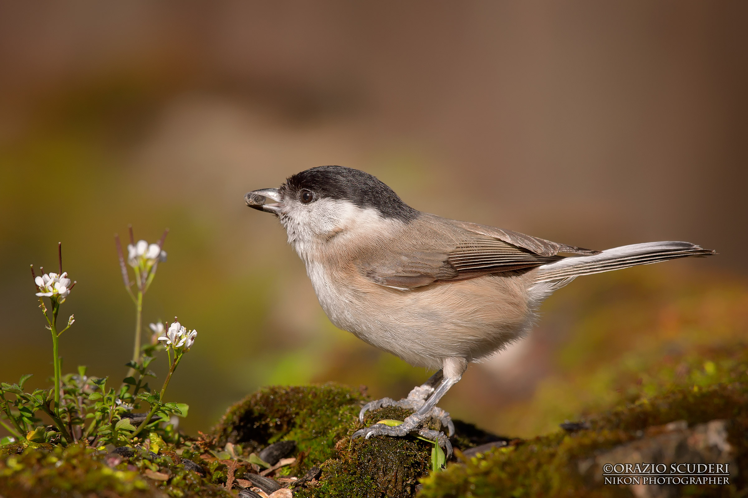 marsh tit