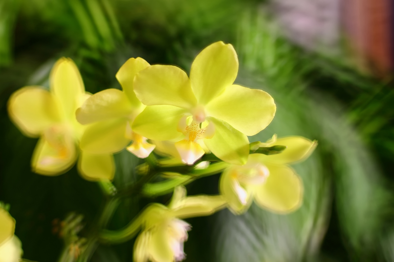 yellow Orchid